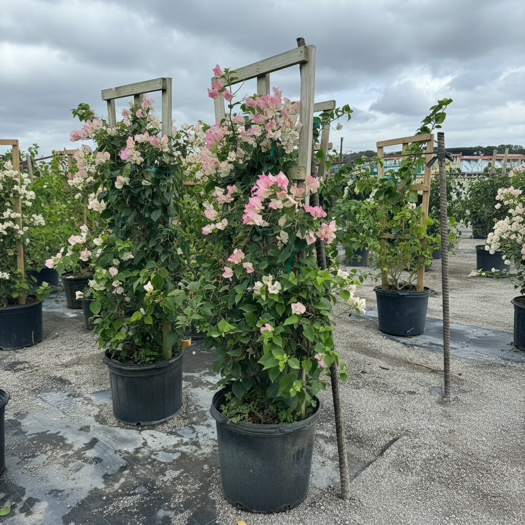 Bougainvillea White-Pink Flower Tree in Trellis, &