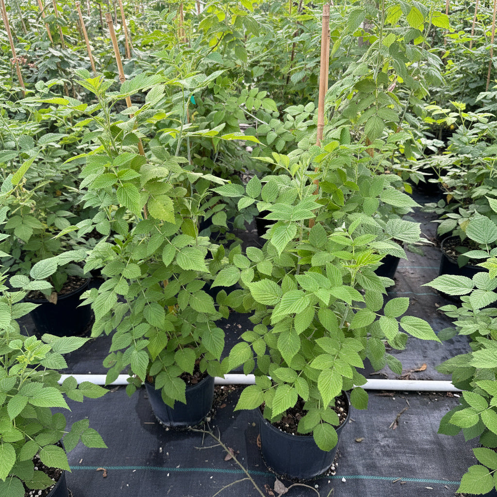 A close-up view of a young Mysore raspberry plant, featuring vibrant green, textured leaves with serrated edges