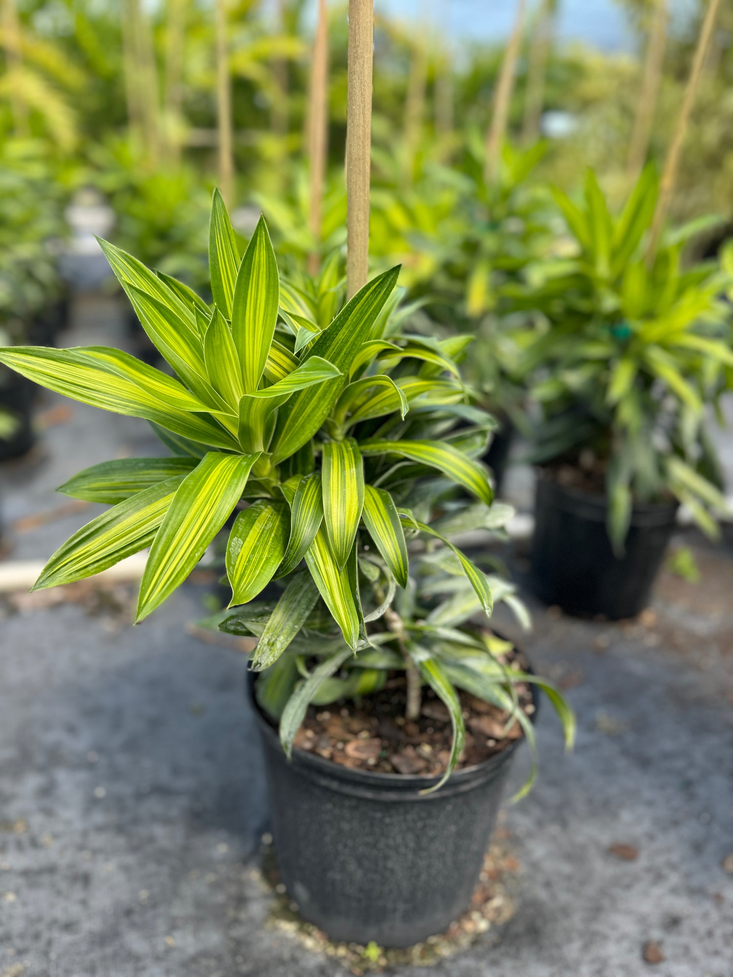 Dracaena Song of Jamaica, Dracaena Reflexa