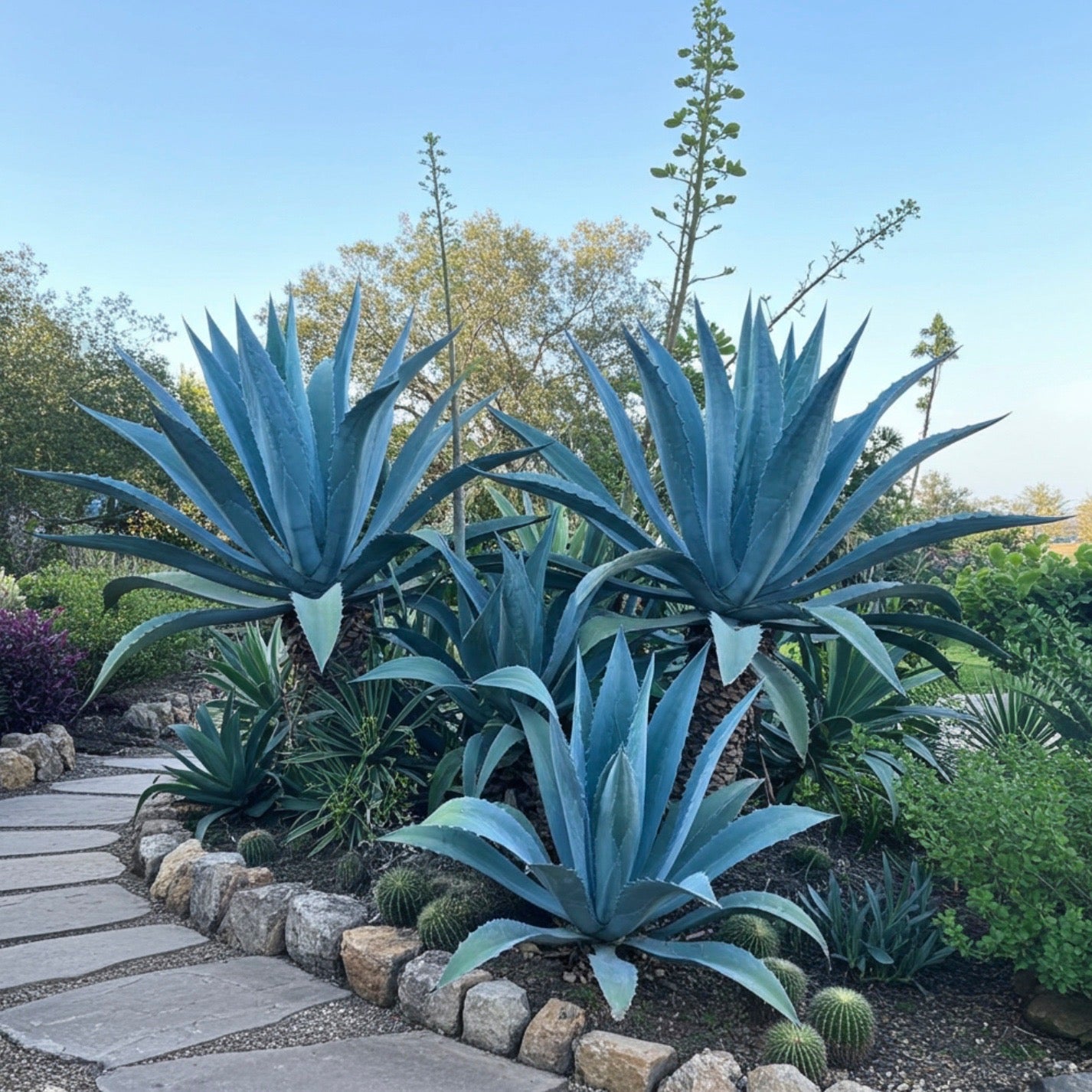 Super Blue Agave Americana, Century Plant