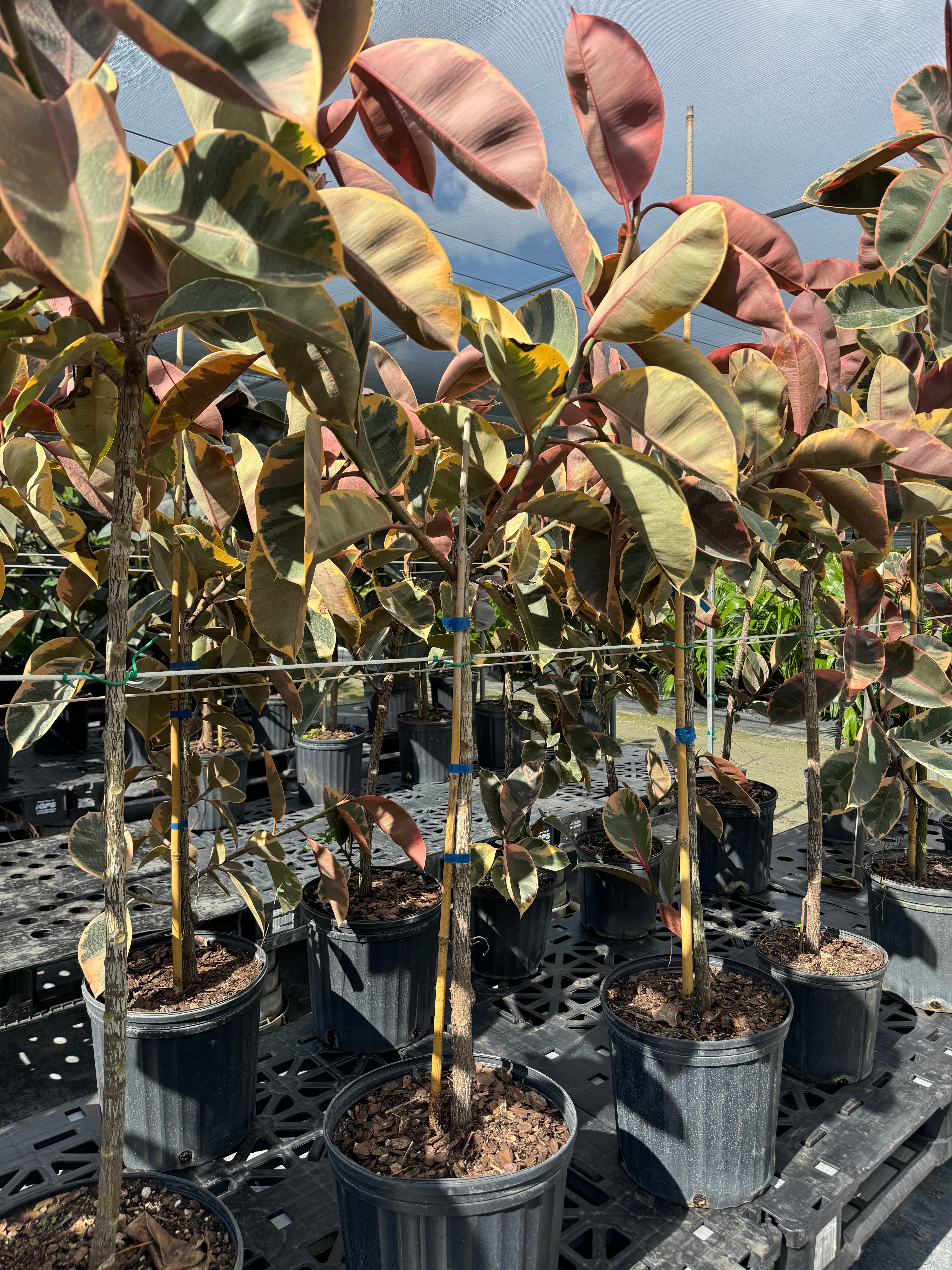 Ficus Ruby Tree Form Single Stem, Rubber Tree