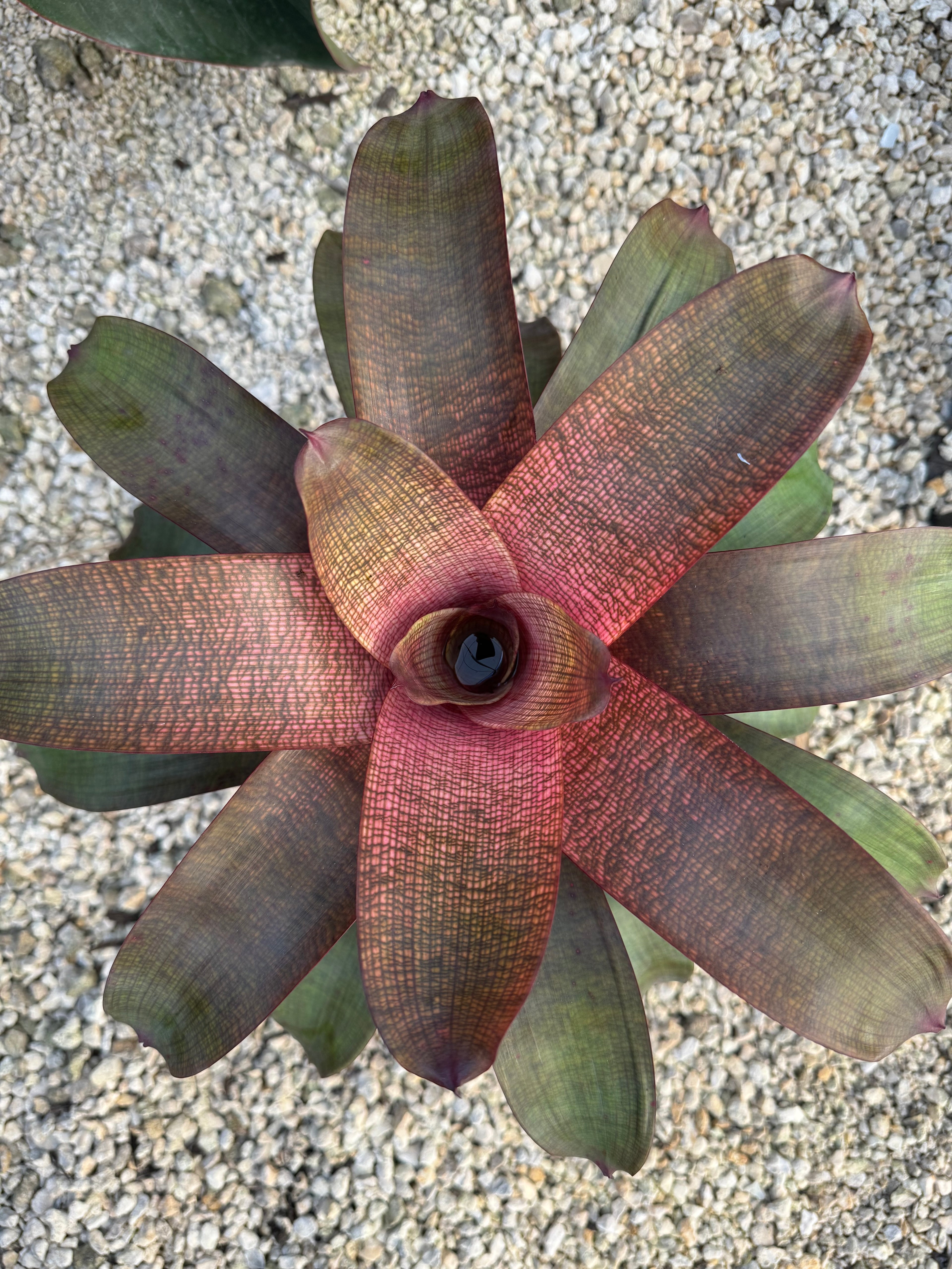 Bromeliad, Neoregelia Sherlette Shiigi