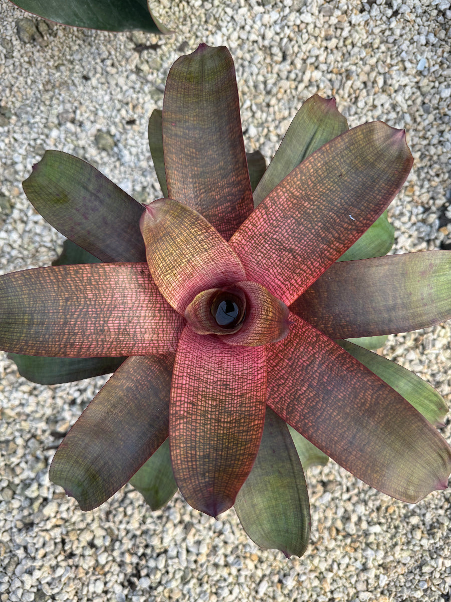 Close up of Bromeliad Neoregelia Sherlette Shiigi foliage
