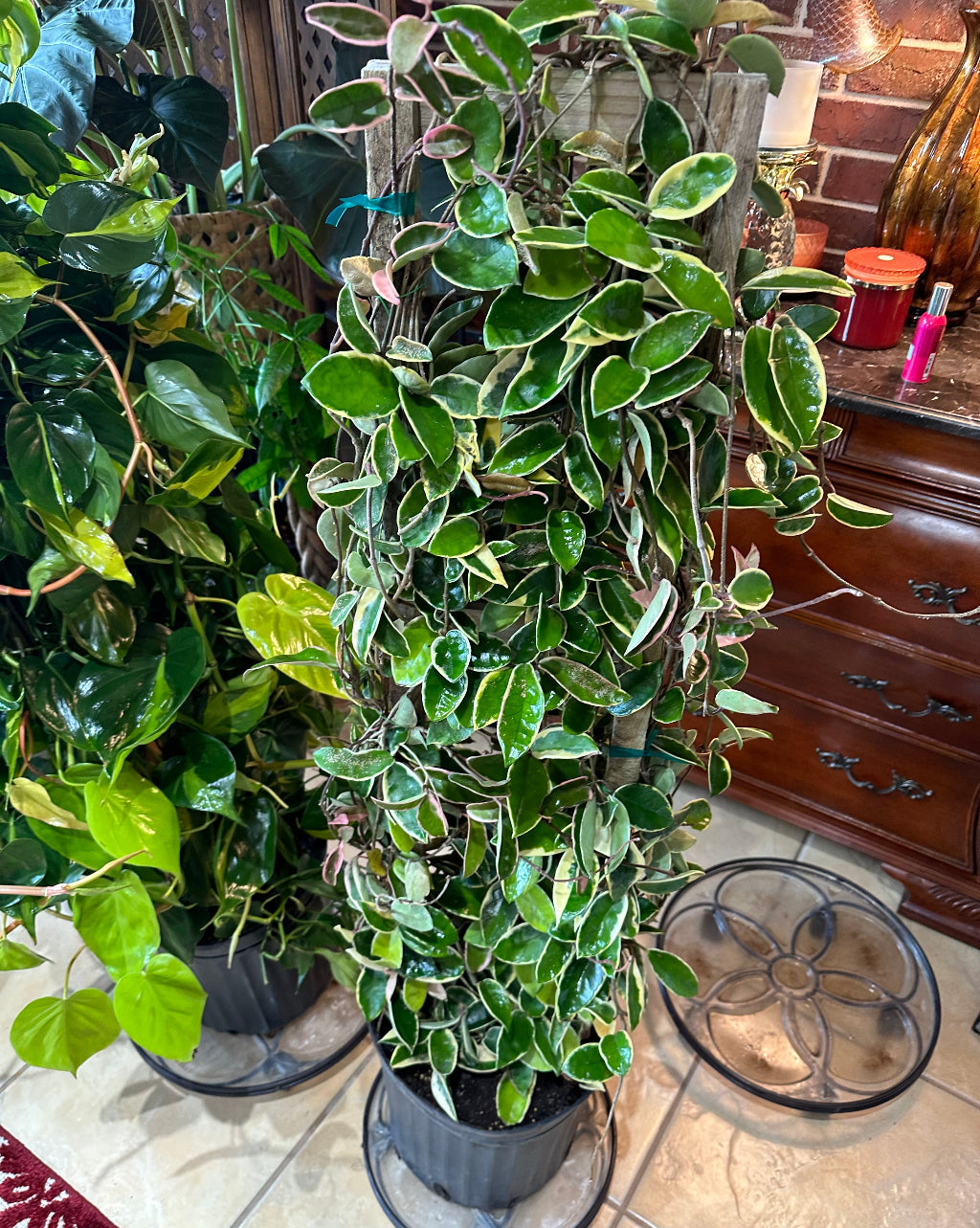 A tall variegated Hoya carnosa climbing a support pole, featuring thick, waxy green leaves with creamy white margins, potted in a black nursery container