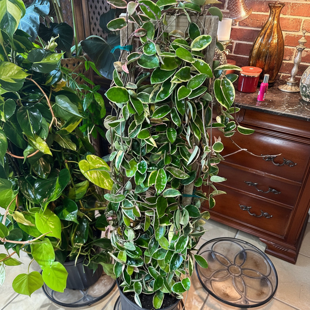 A tall variegated Hoya carnosa climbing a support pole, featuring thick, waxy green leaves with creamy white margins, potted in a black nursery container