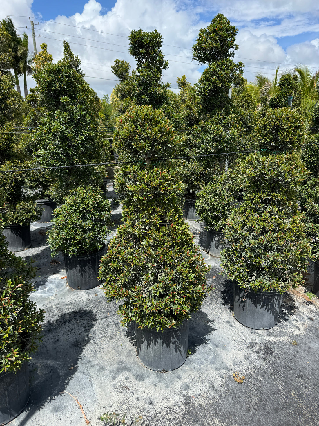 Topiary Eugenia Chess Pawn