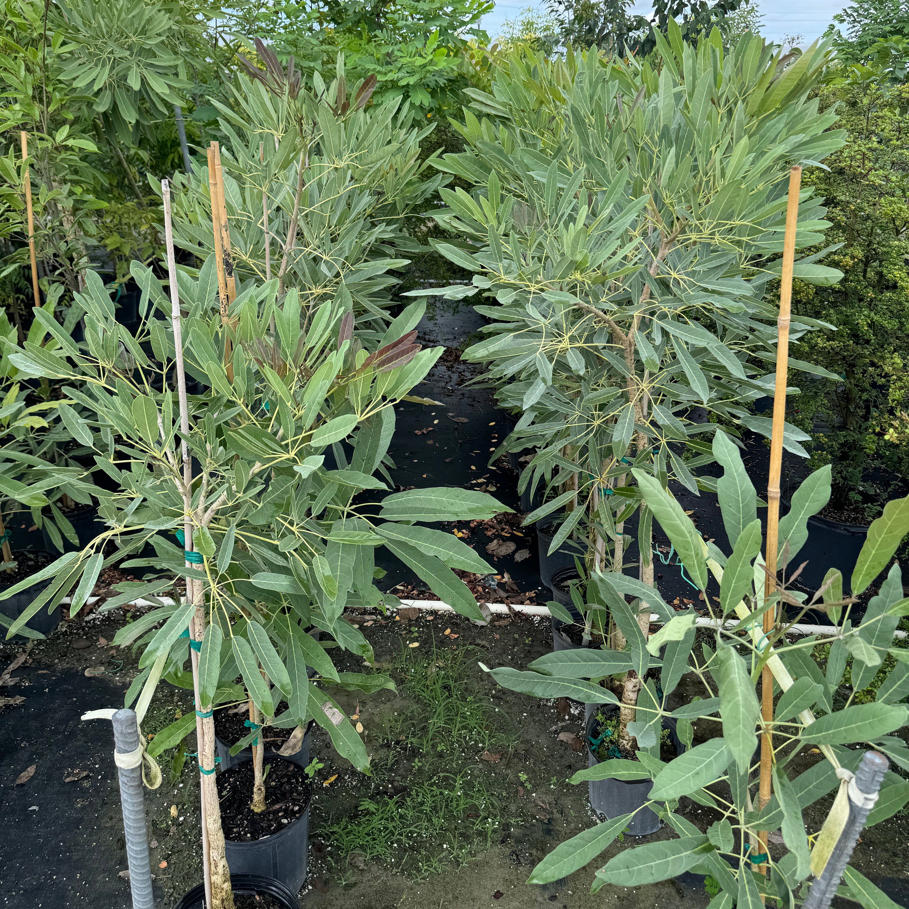 Young Yellow Trumpet Tree Tabebuia in a 5 gallon black nursery pot, featuring a slender, staked trunk and a developing canopy of vibrant green foliage, standing in an outdoor nursery row on black landscaping fabric under a bright, partly cloudy sky, showcasing its steady growth and potential to become a spectacular spring-blooming focal point.