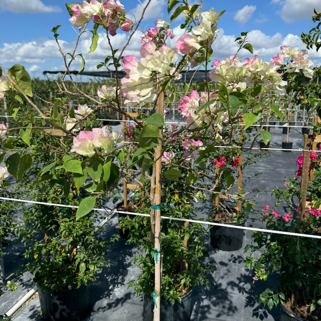 Bougainvillea White Flower Tree Form, &