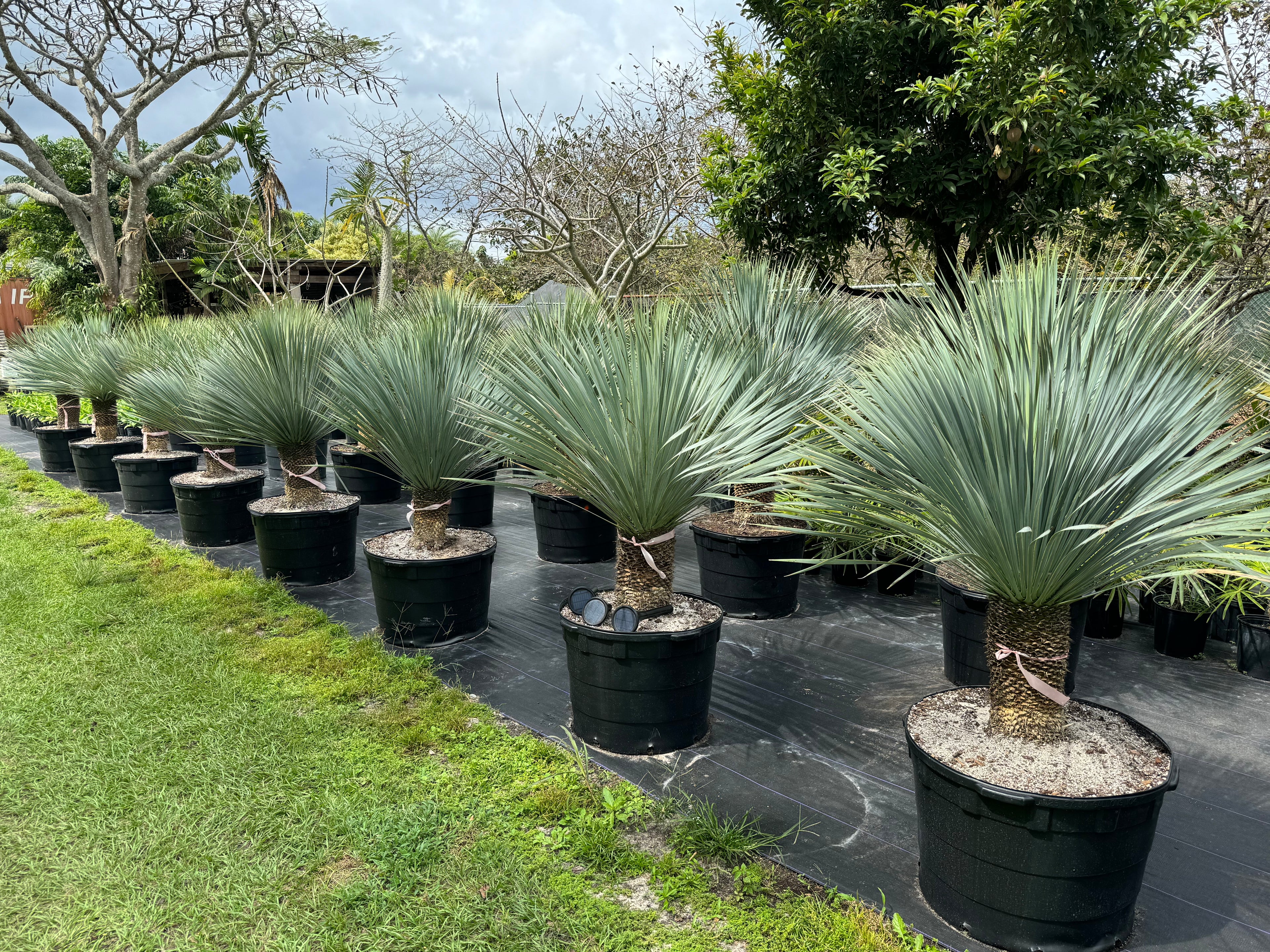 Yucca Rostrata Beaked Yucca, Desert Jewel Palm