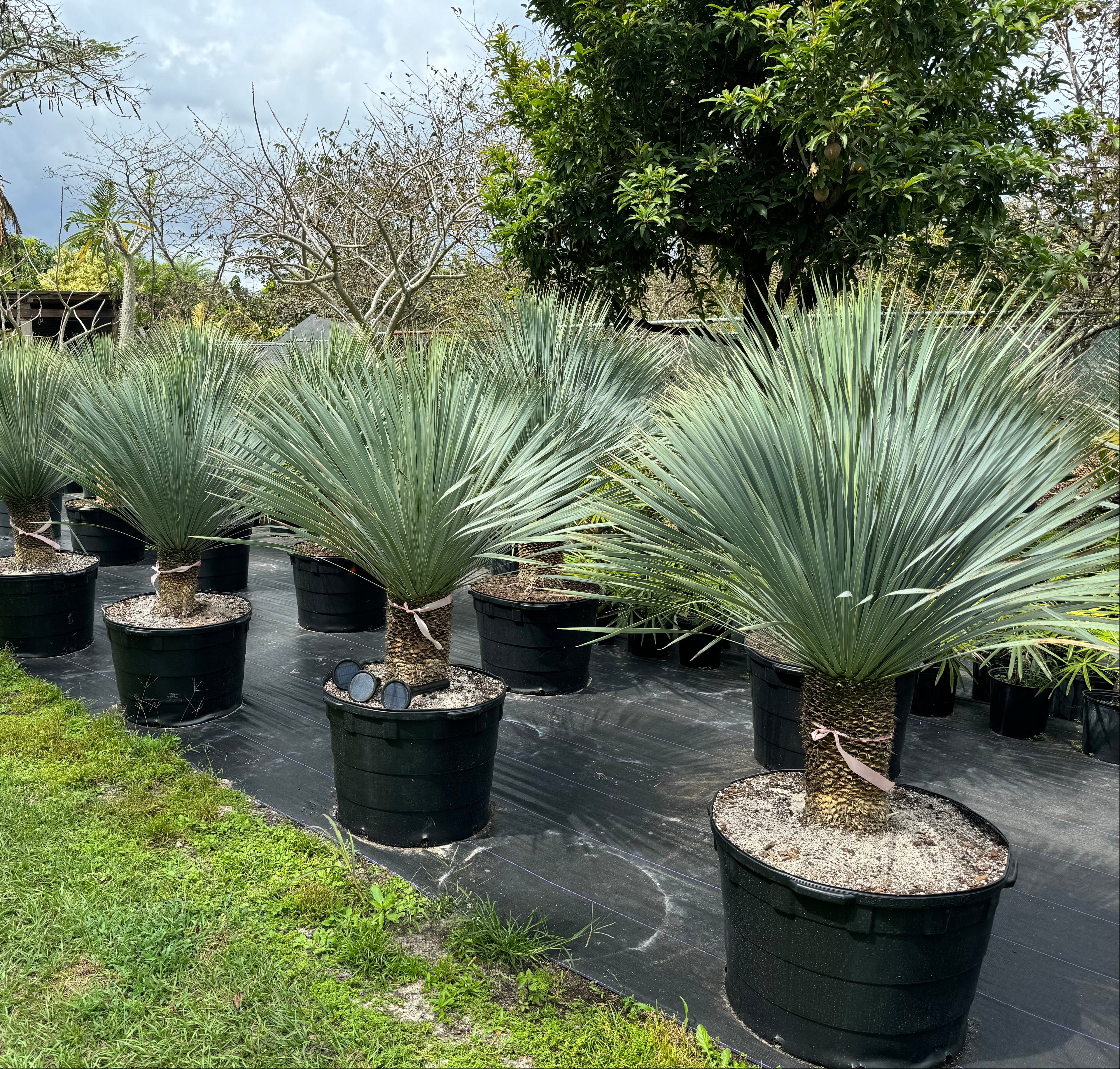 Mature Beaked Yucca rostrata with its distinct spherical canopy of blue-green leaves, in rows at nursery 25gal pot