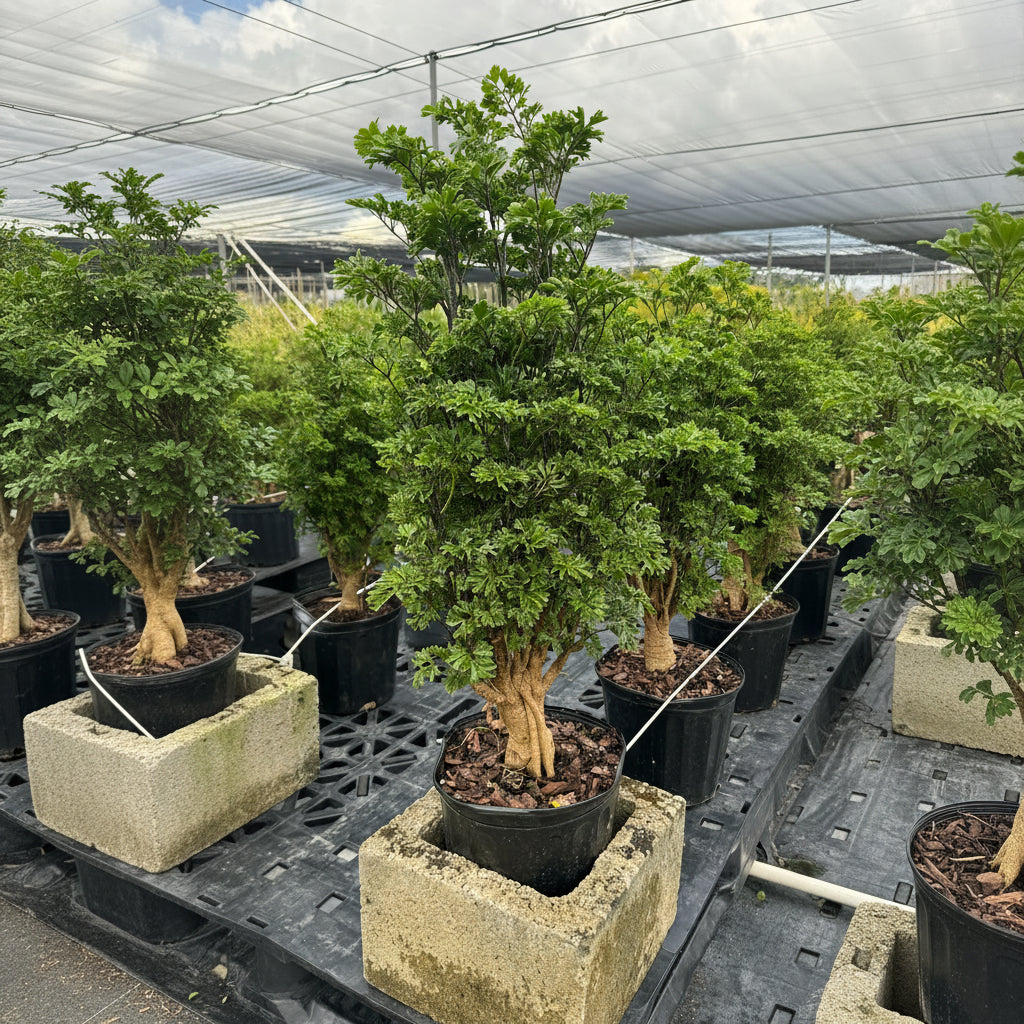A potted Chinese Ming Tree Aralia with feathery green leaves sitting inside a hollow concrete block on a nursery table.