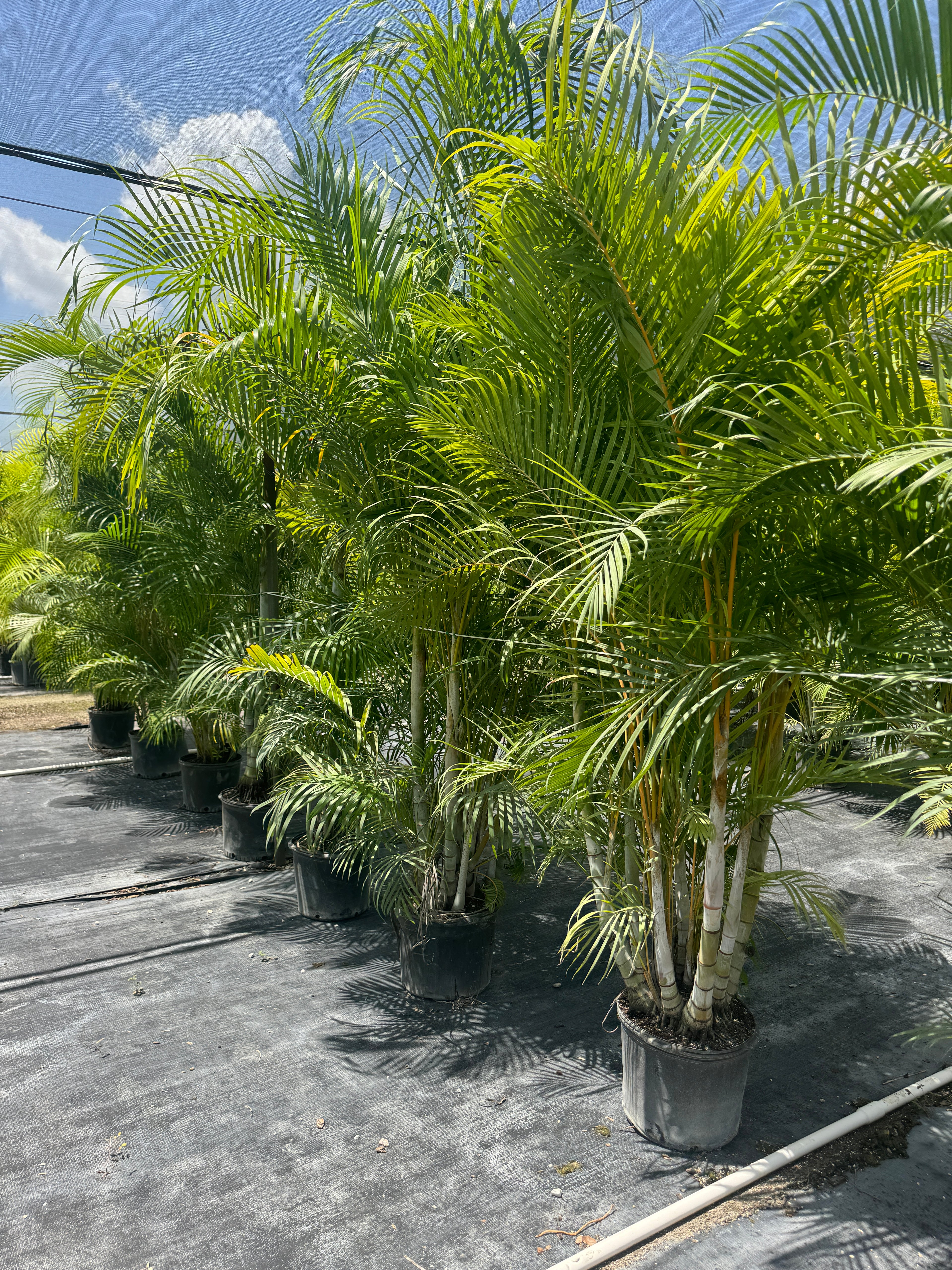 Areca Palm, Golden Cane, Dypsis Lutescens