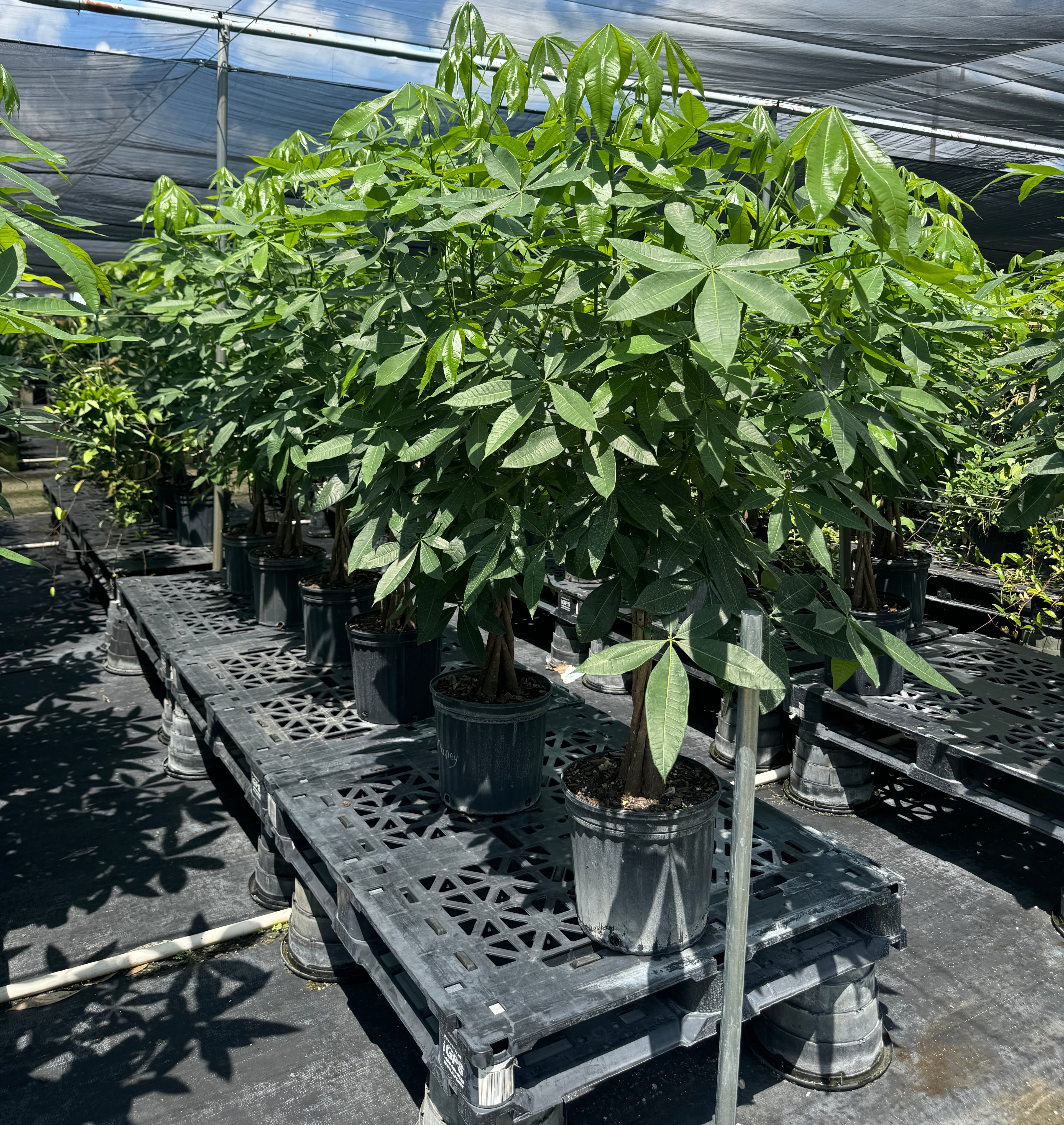 Money Tree Braided, Tree Form, Pachira Aquatica, Good Luck Tree