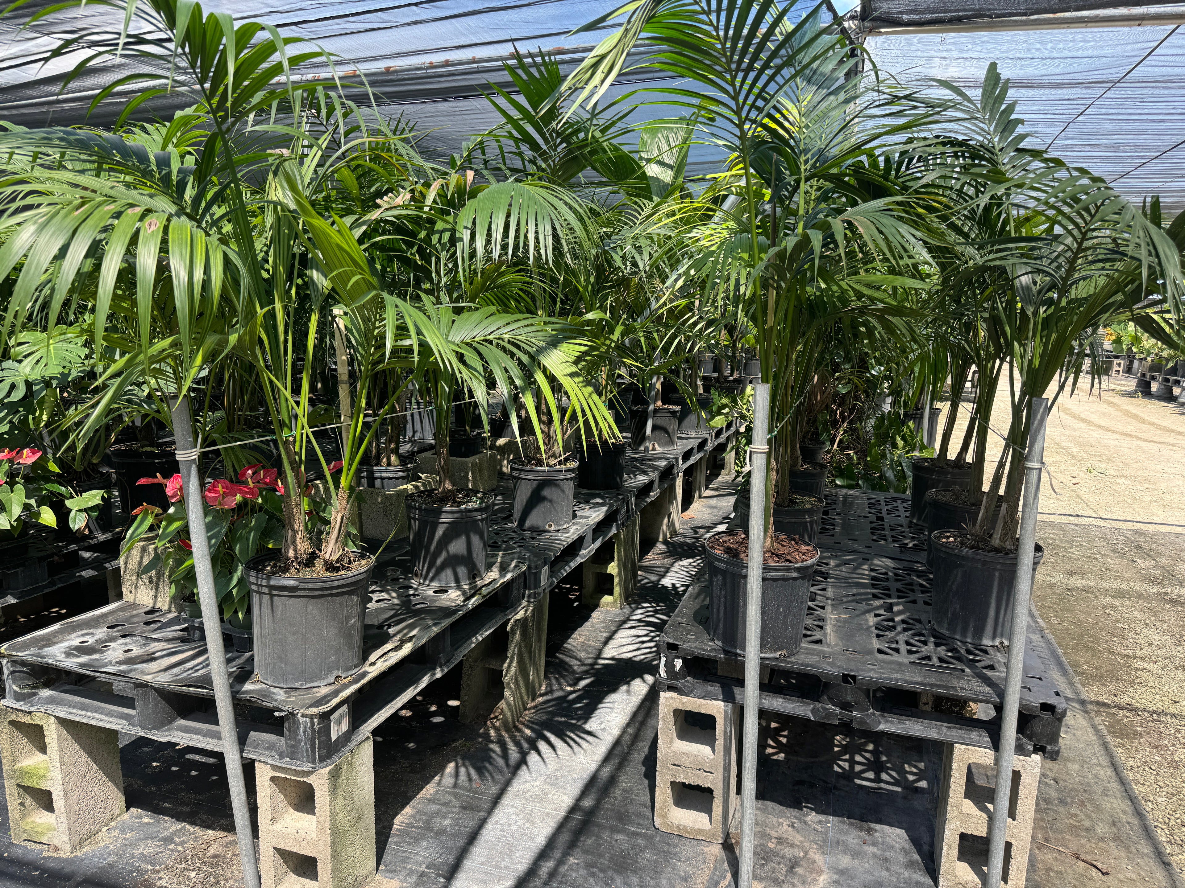 Kentia Palm, Howea Forsteriana, Exotic and Rare