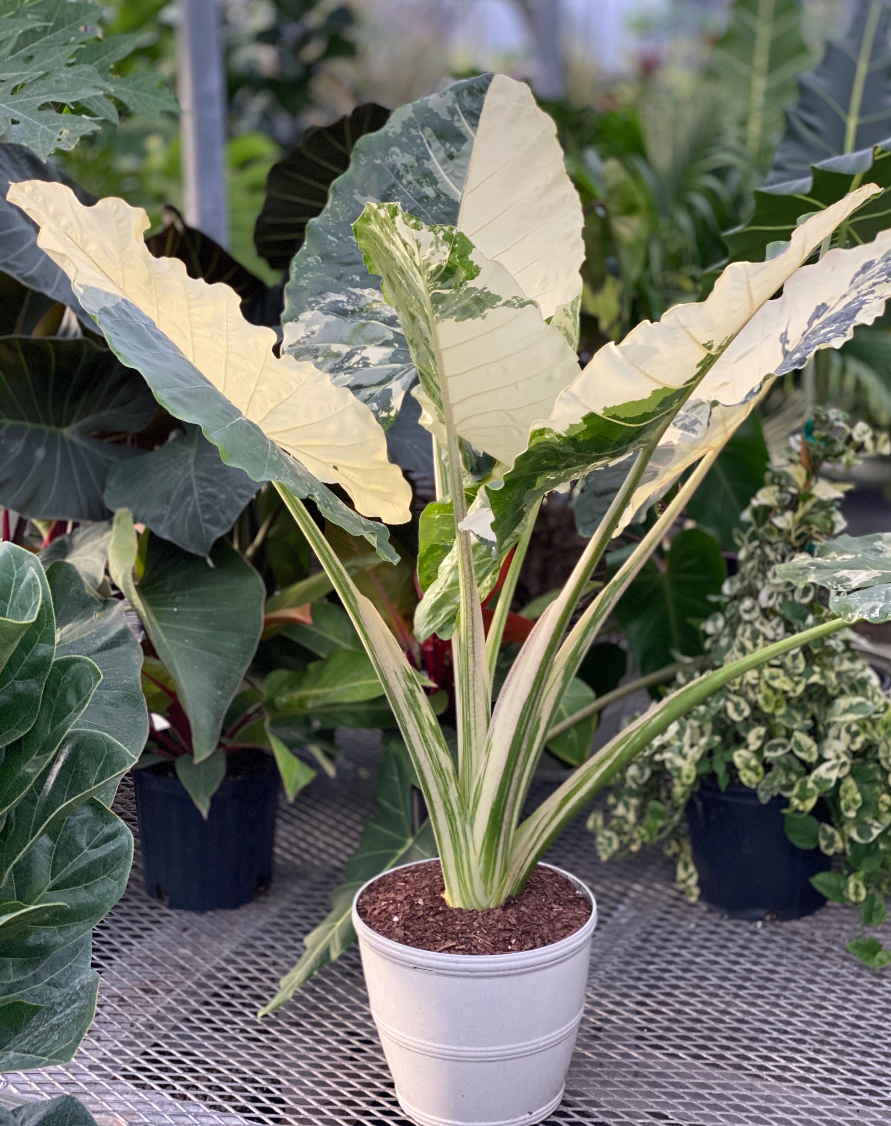 green and white elephant ear plant Buy the Alocasia Macrorrhiza Variegata Plant