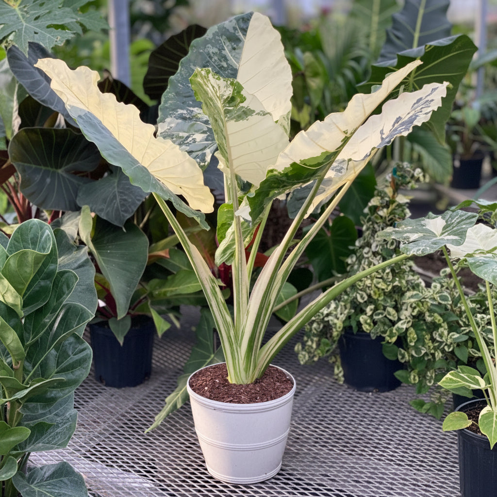 Alocasia Macrorrhiza Variegata in 5 gallon container with striking green and white variegated leaves and tall upright stems, ideal for bright indoor spaces and exotic tropical plant collections.