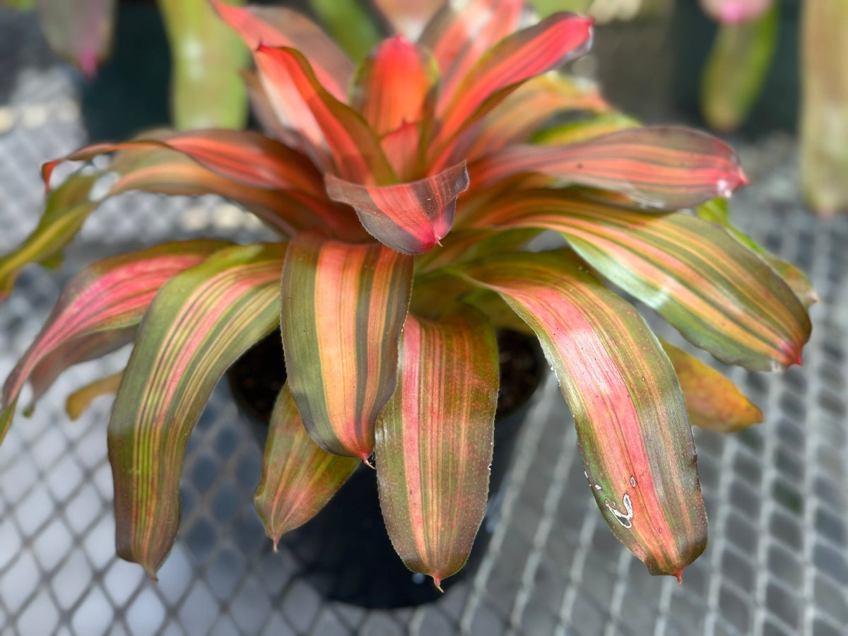Close up of a potted Bromeliad Neoregelia Freddy.
