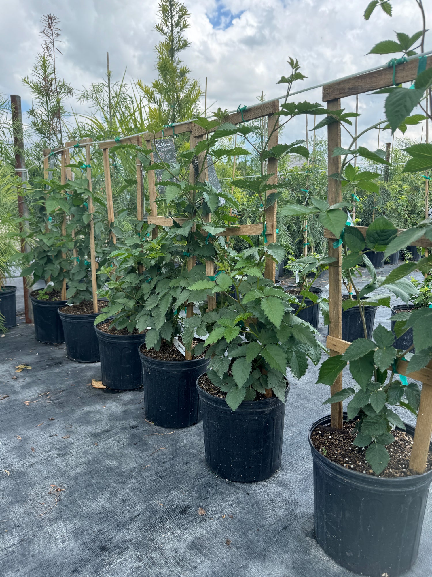 Thornless Blackberry Arapaho, Fruit Tree, Rubus fruticosus