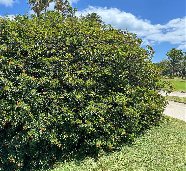 Shrub firebush