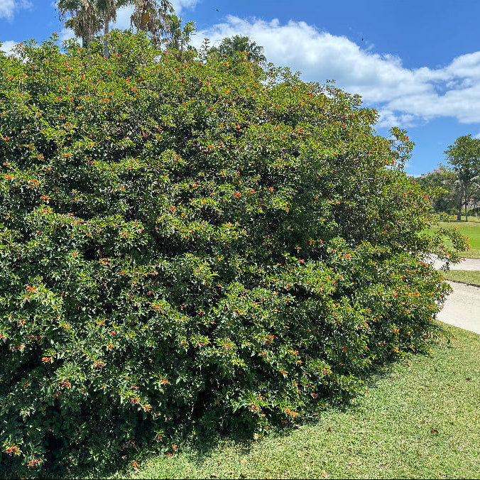 Shrub firebush