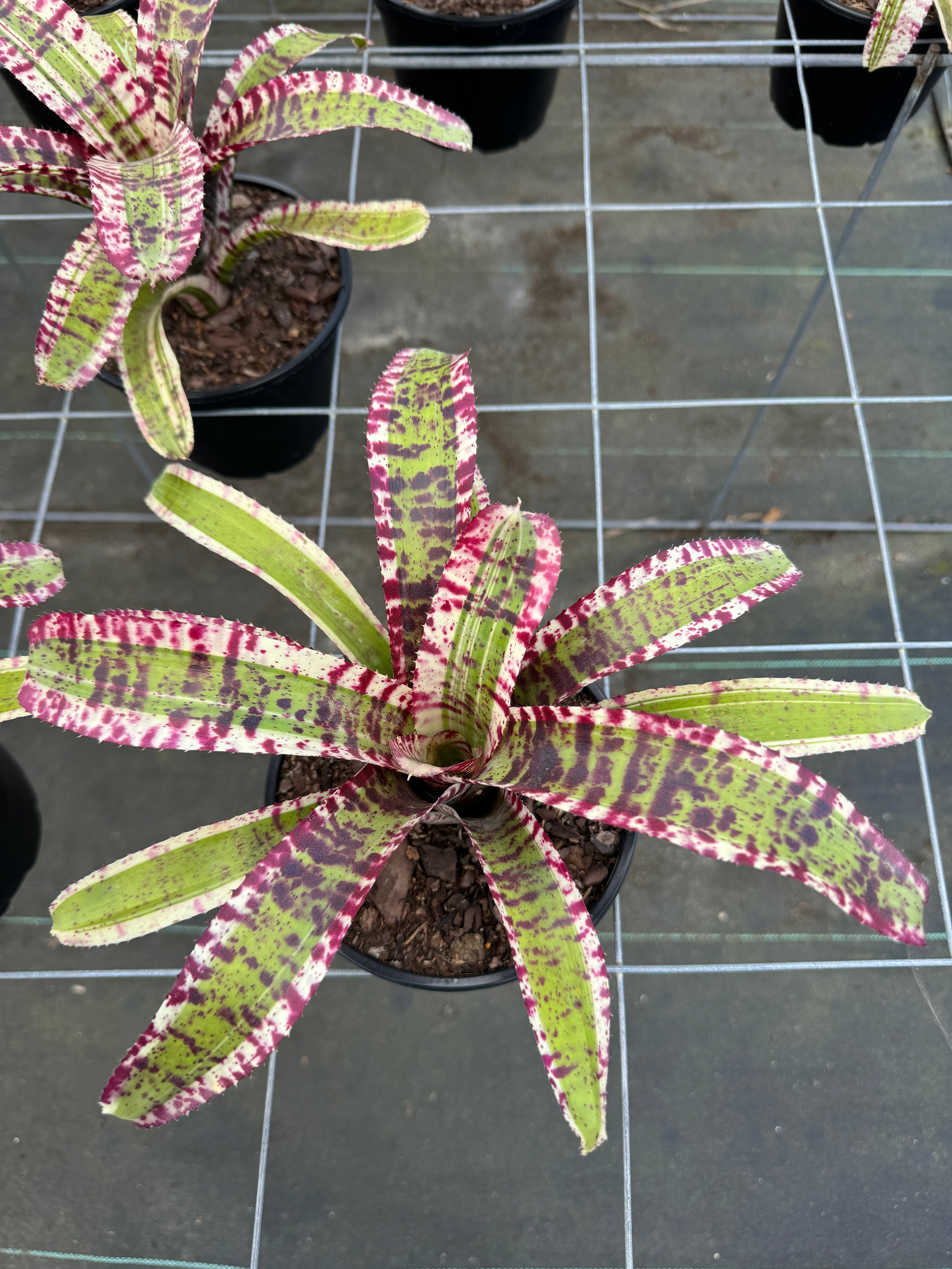 Bromeliad, Neoregelia Hypnotic