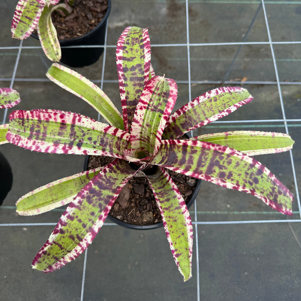 Bromeliad, Neoregelia Hypnotic close up bright colors