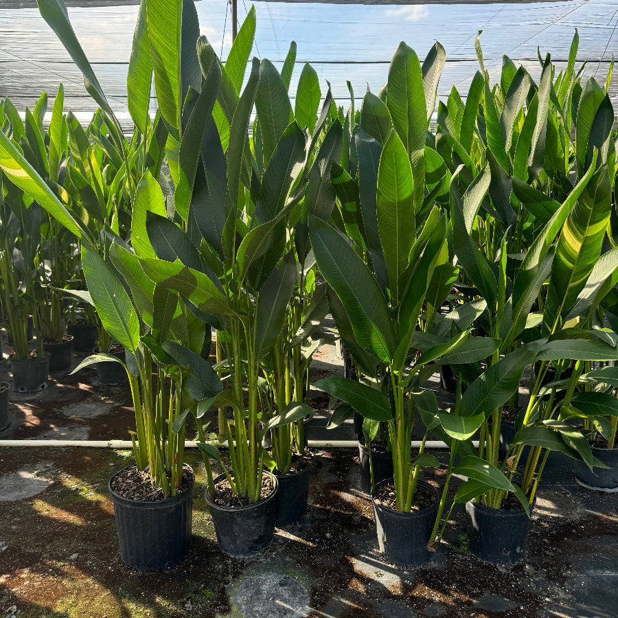 Potted plants with large green leaves in a greenhouse setting