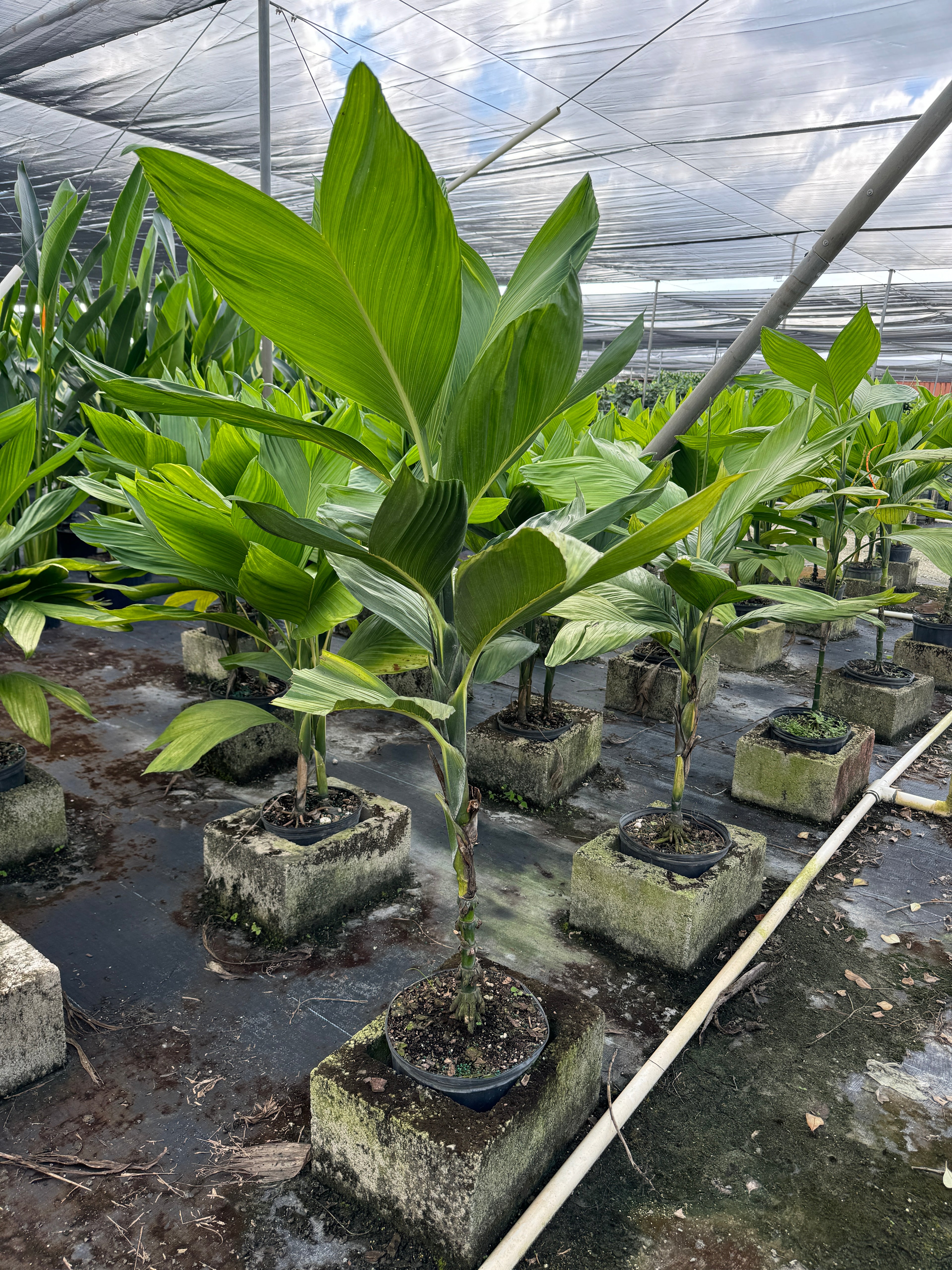 Chamaedorea Ernesti Augustiii Palm Tree, Rare and Exotic