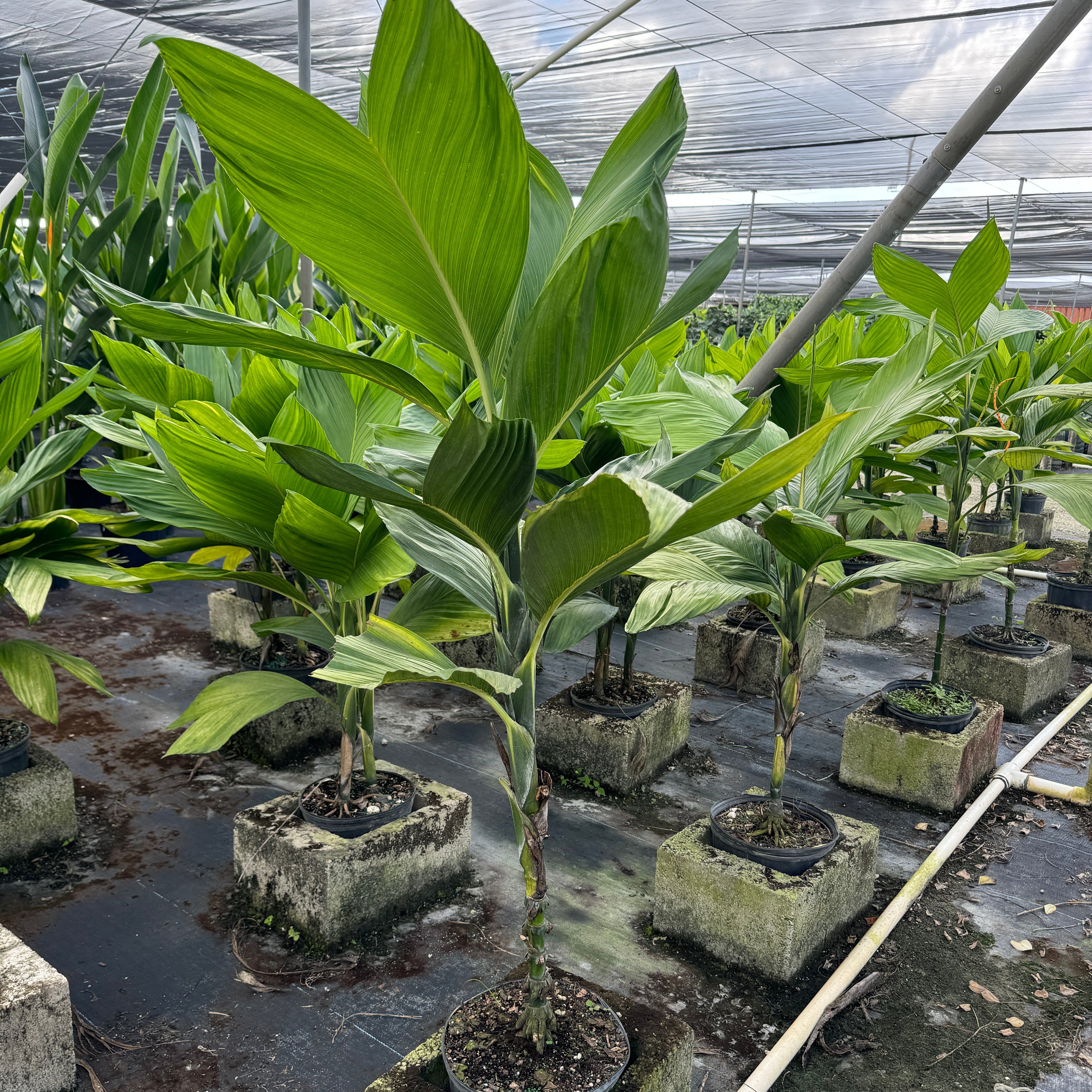 Green plants in a greenhouse with concrete blocks in the background