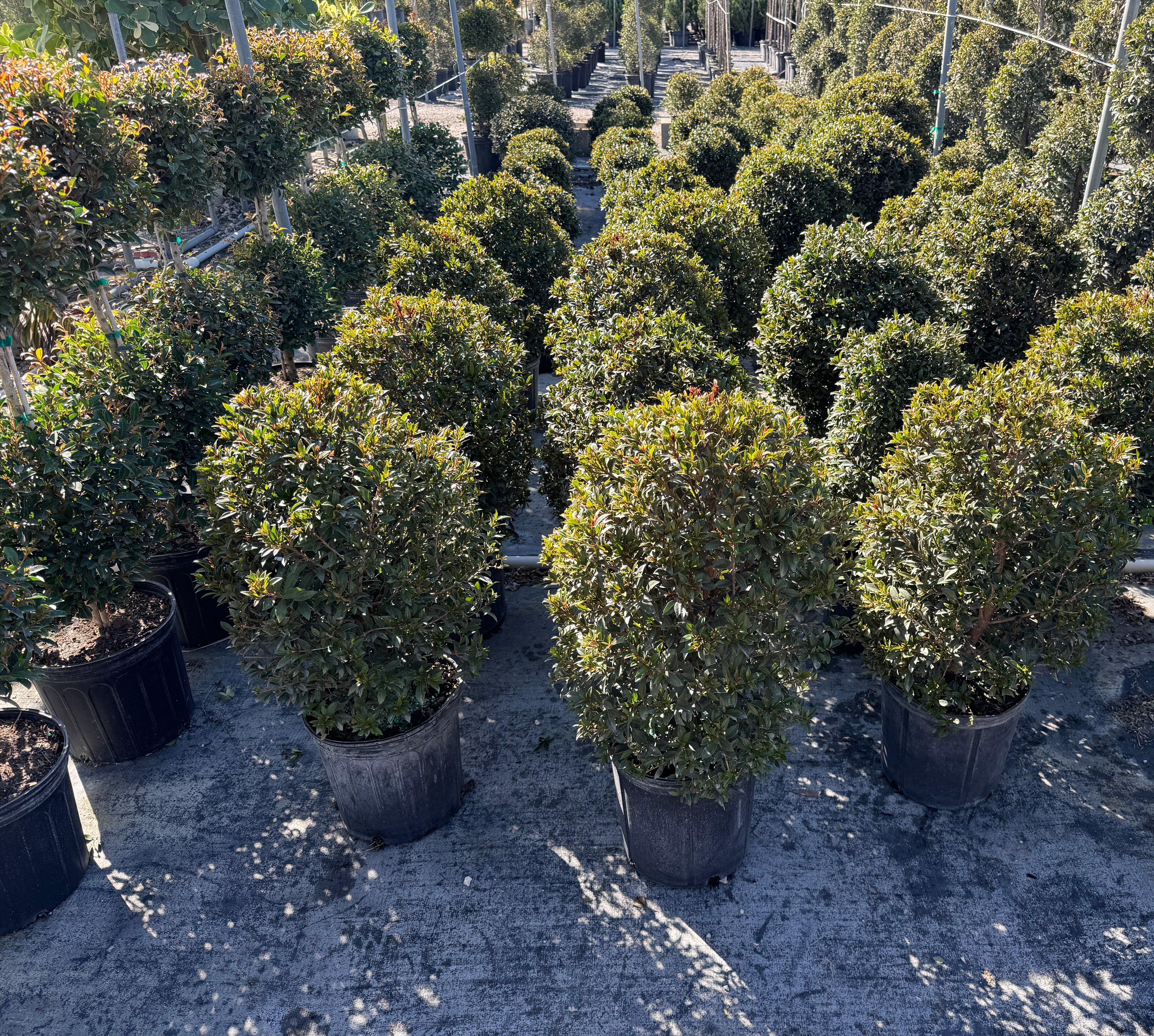 Topiary Eugenia Cosmic Egg Shape Nursery Pot 2gal