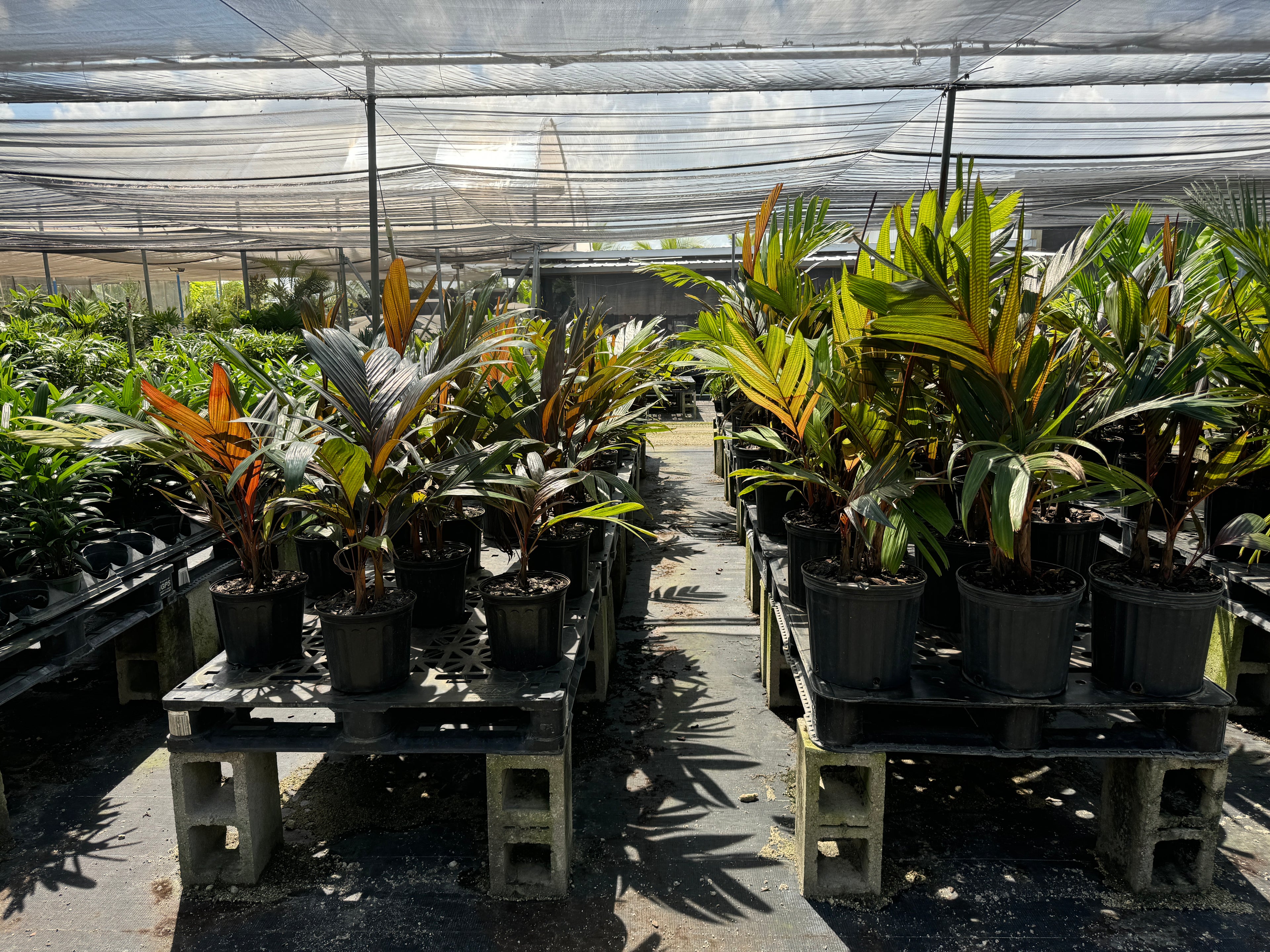 Areca Vestiaria, Red Crownshaft Palm, Rare and Exotic
