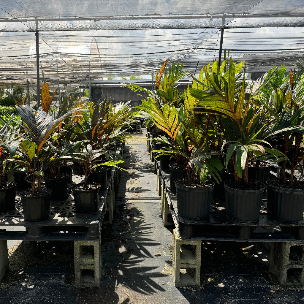 Areca Vestiaria, Red Crownshaft Palms featuring striking bright red and orange stems with lush green fronds in 5 gallon black nursery pots