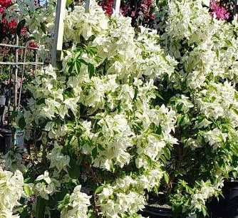 Bougainvillea White Flower Tree Form, Single Trunk Flowering Tree