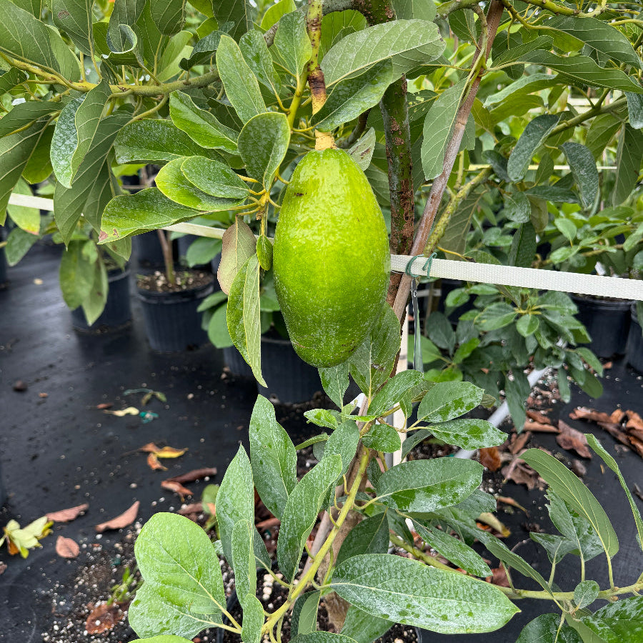 avocado fruit in tree