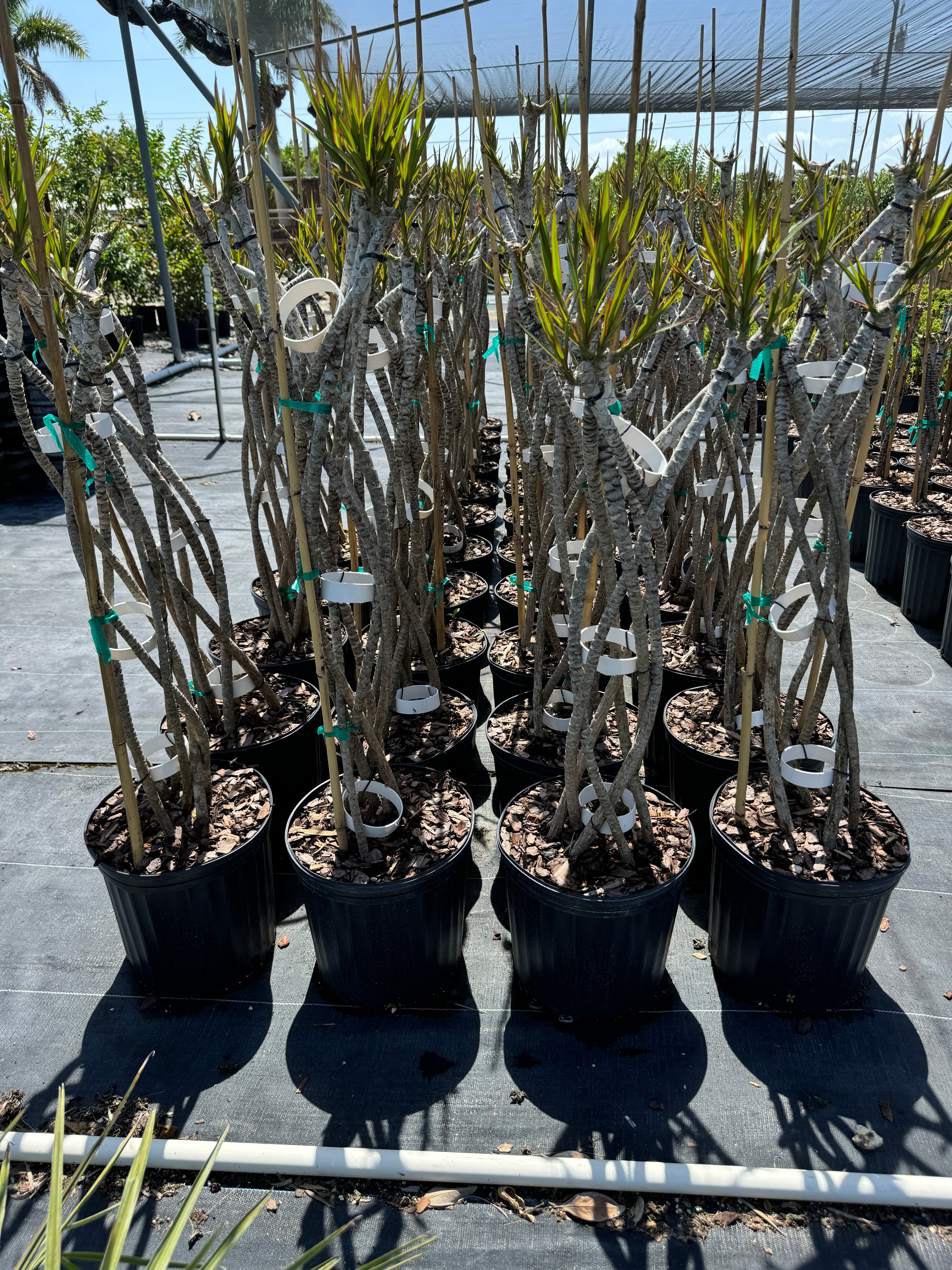 Dracaena Open Braided Bicolor, Dragon Tree Open Braid Trunk