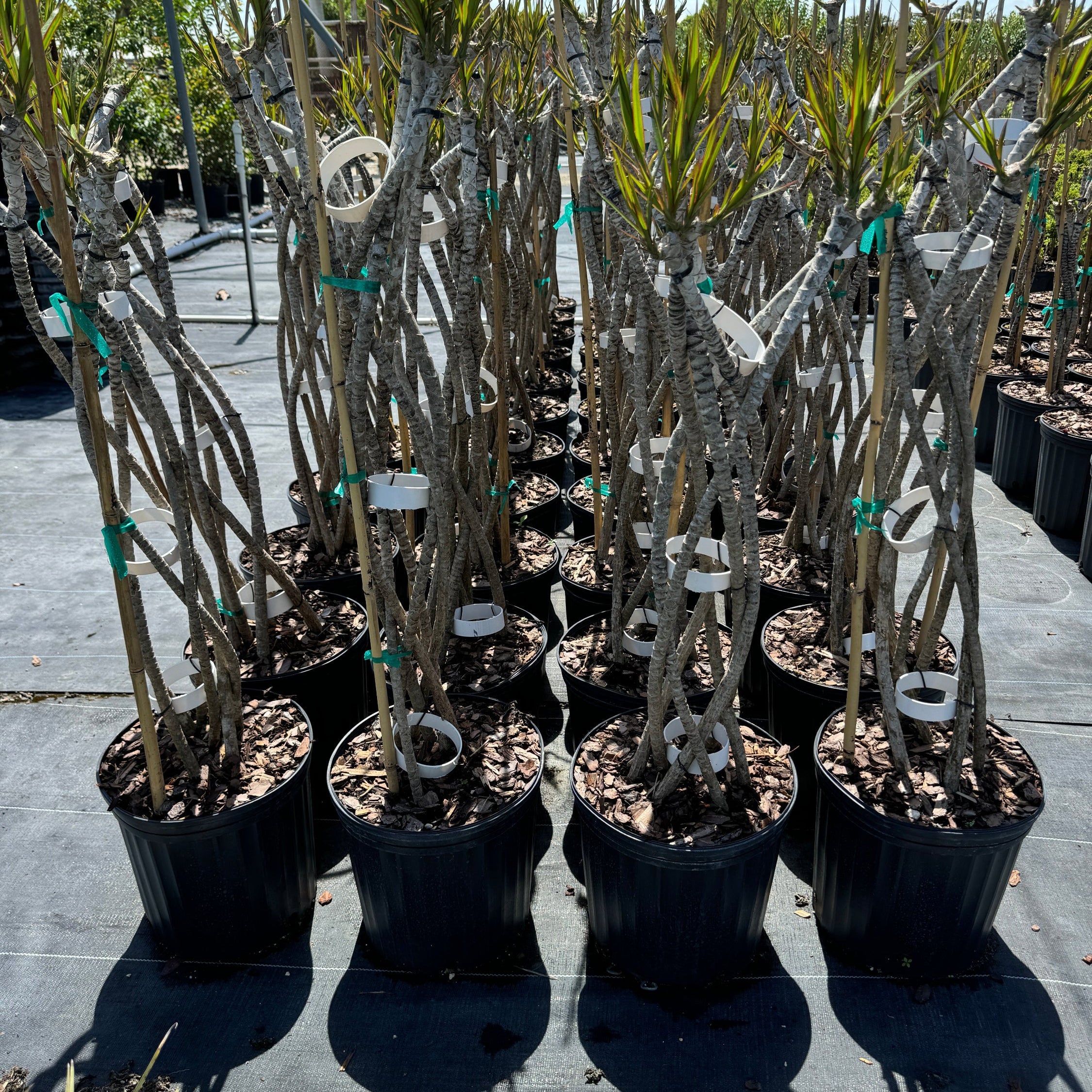 Dracaena Open Braided Trunk Dragon Tree Row of potted plants nursery pot 5gal