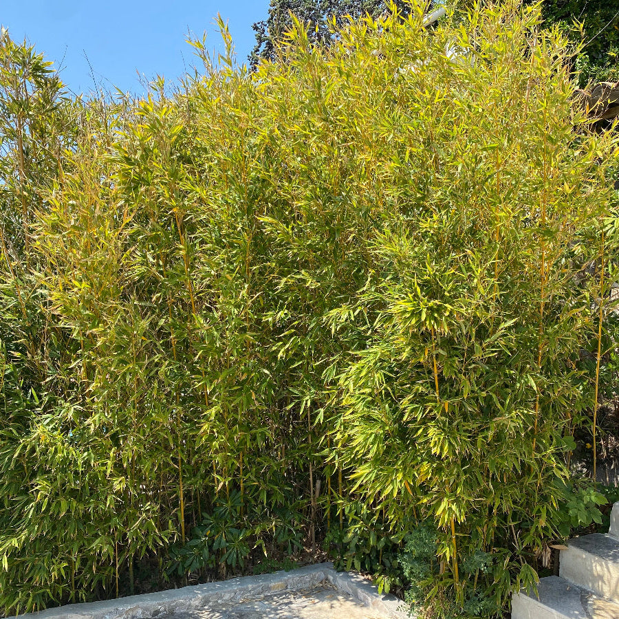 Alphonse Karr Bamboo, Bambusa multiplex