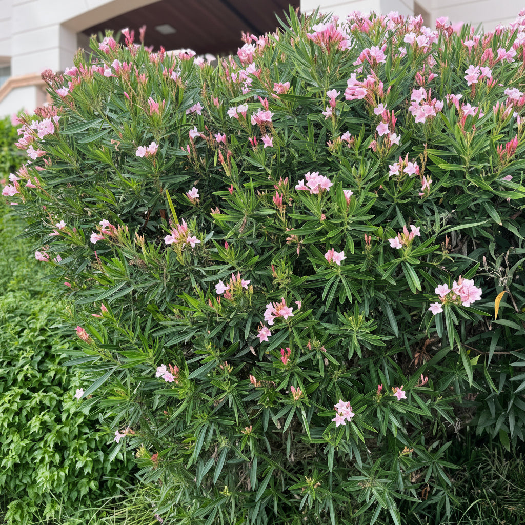 A close-up image of the Oleander Calypso Pink Flowering Tree, showcasing its pink flower clusters and green foliage.