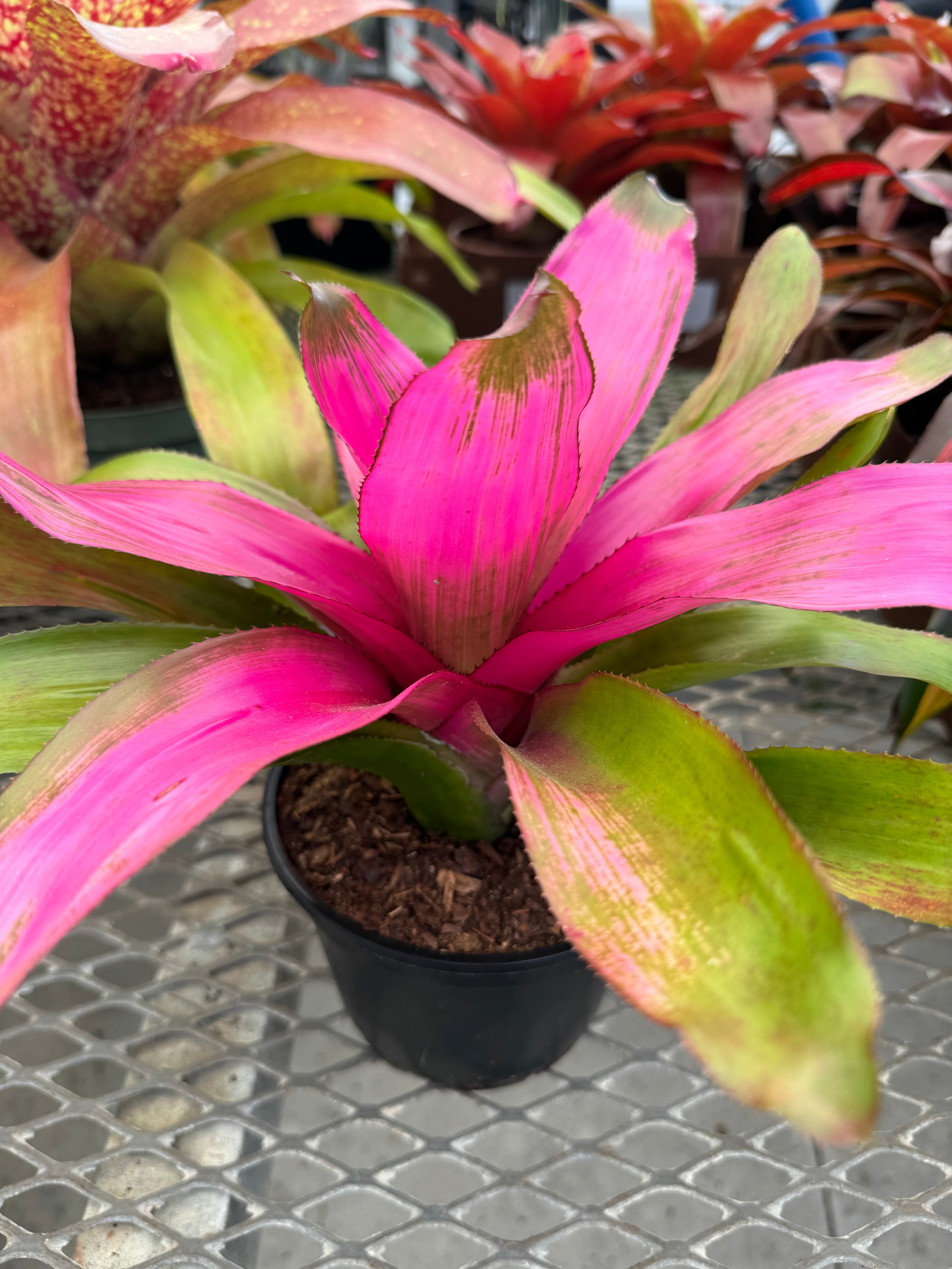 Bromeliad, Neoregelia Donna