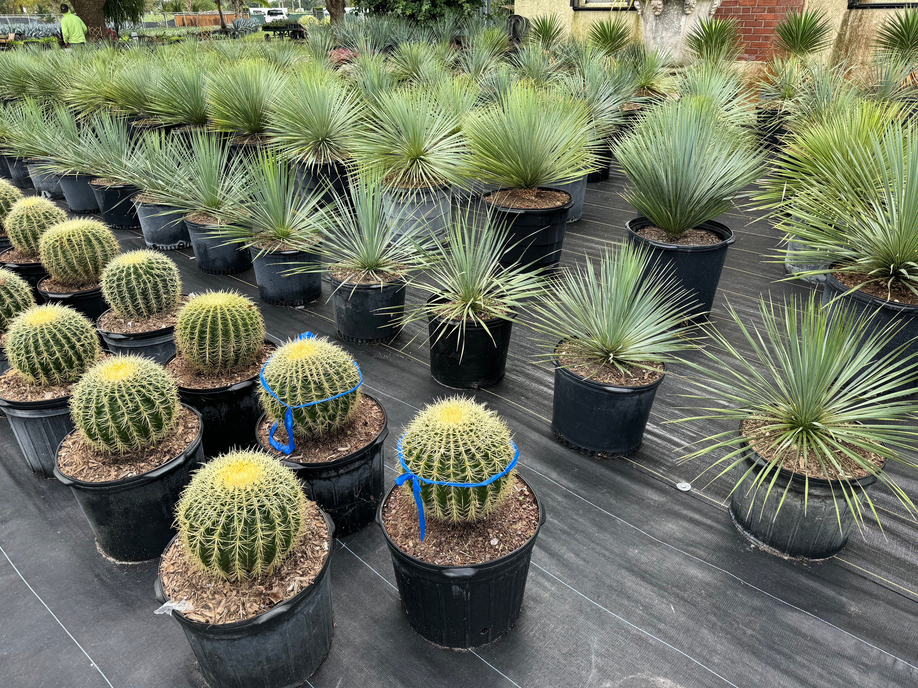 Yucca Rostrata Beaked Yucca