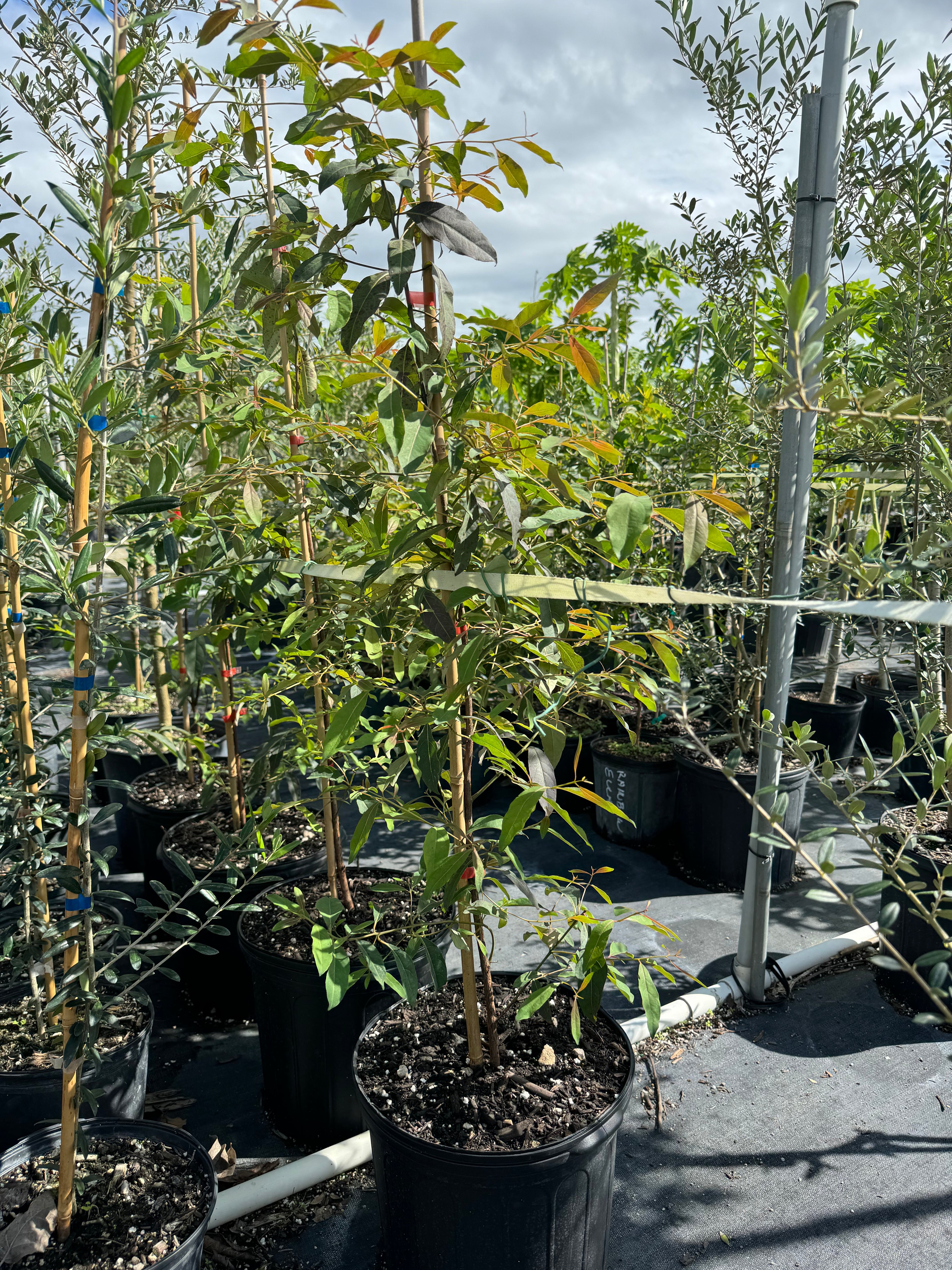 Rainbow Eucalyptus, Gum Tree outside view