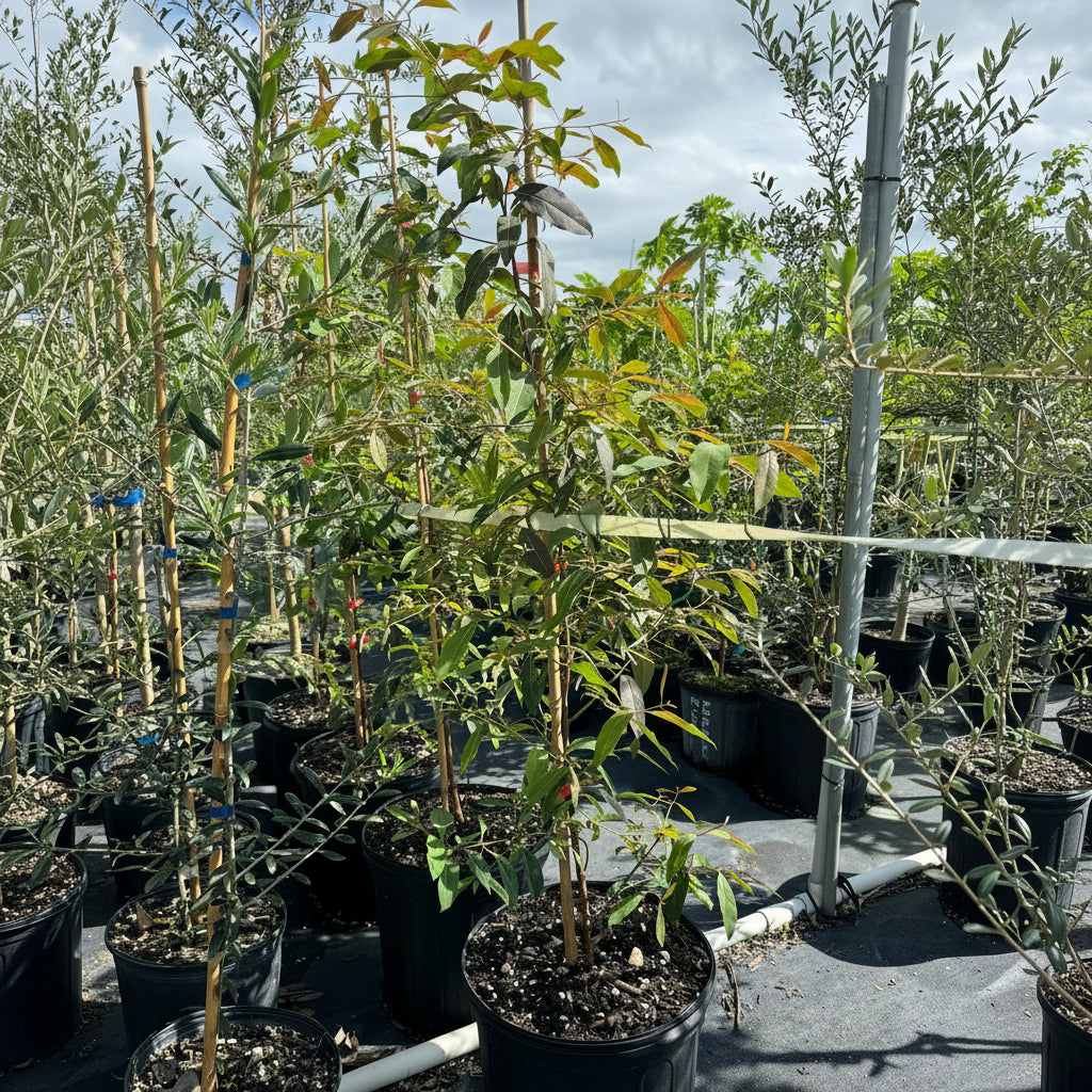 Rainbow Eucalyptus, Gum Tree outside view