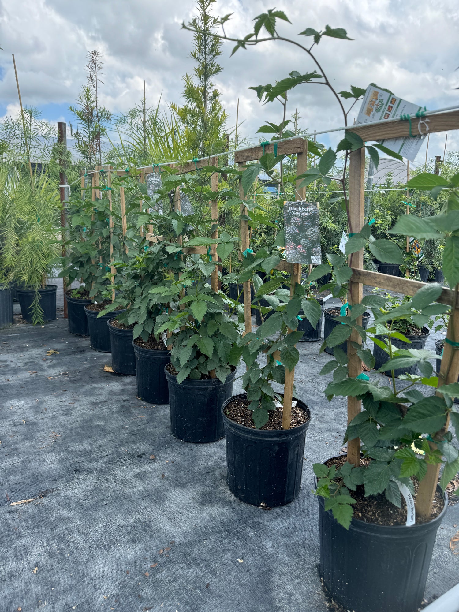 Thornless Blackberry Arapaho, Fruit Tree, Rubus fruticosus
