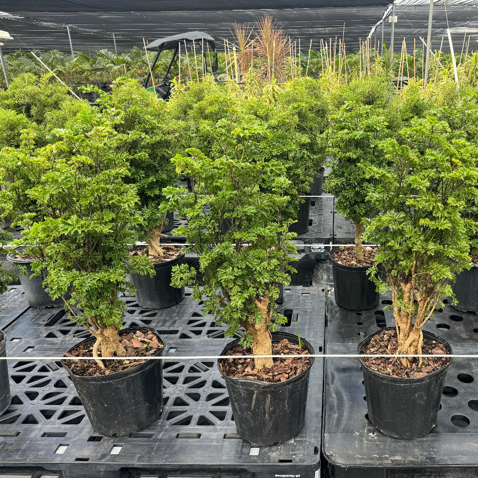 Close-up of Ming Aralia bushes growing in 2 gallon black nursery pots on a slotted plastic display table inside a greenhouse