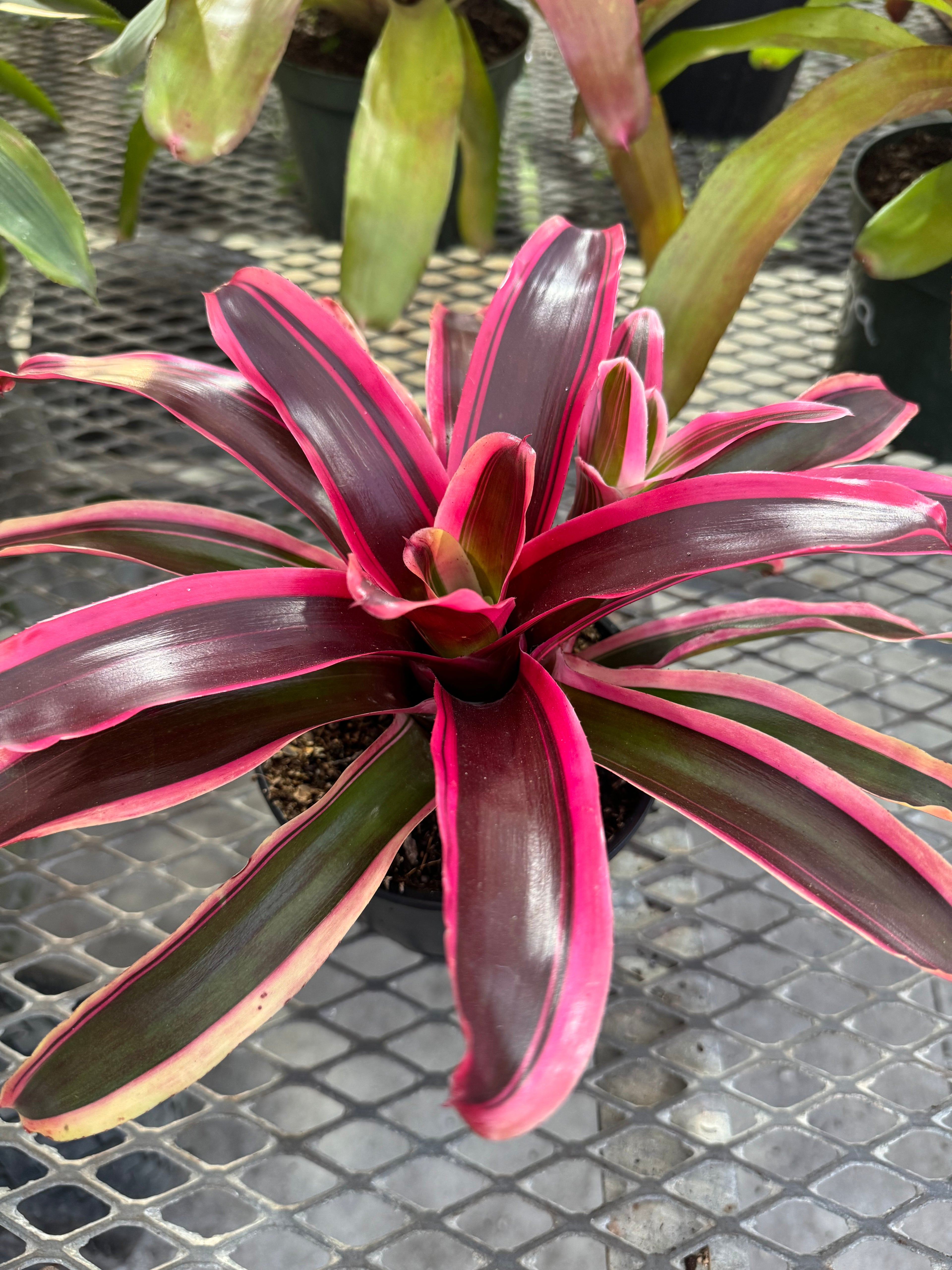 Bromeliad, Neoregelia Matilde