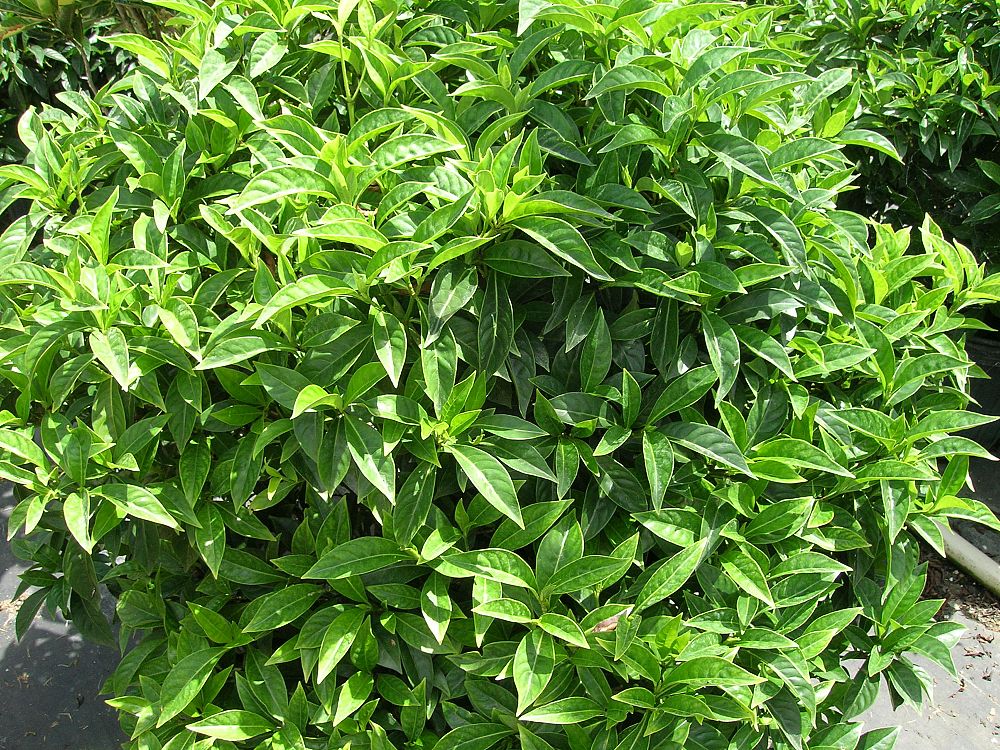 Bahama Wild Coffee Tree