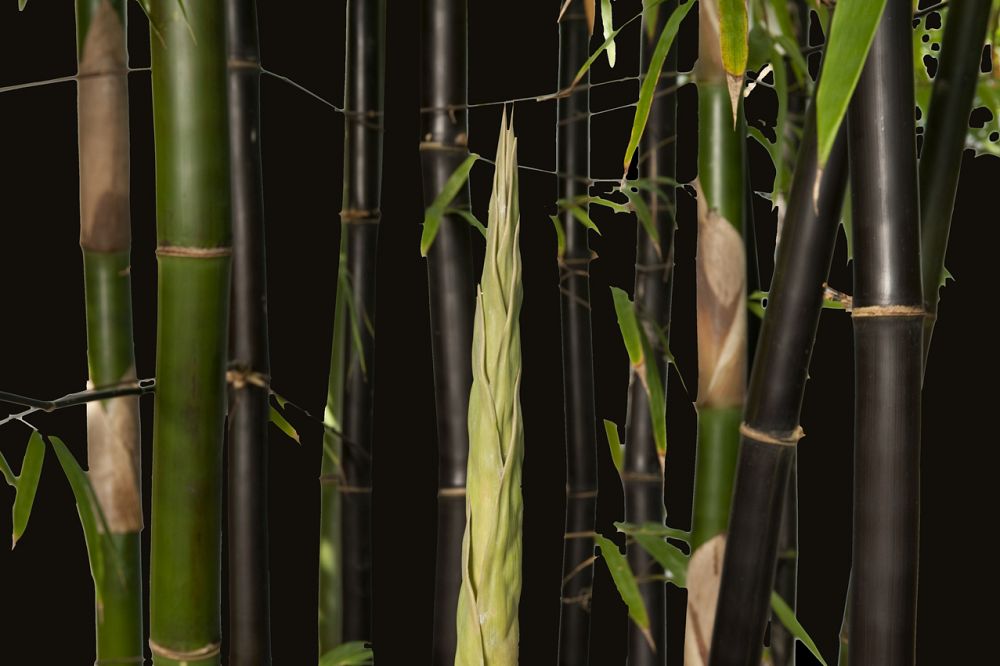 Black Bamboo Timor, Bambusa Lako closeup view