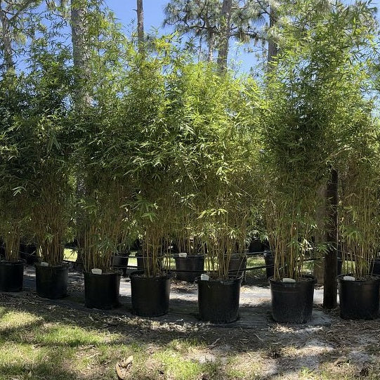 far view of multiple Alphonse Karr Bamboo, Bambusa multiplex