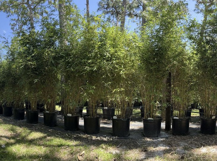 far view of multiple Alphonse Karr Bamboo, Bambusa multiplex