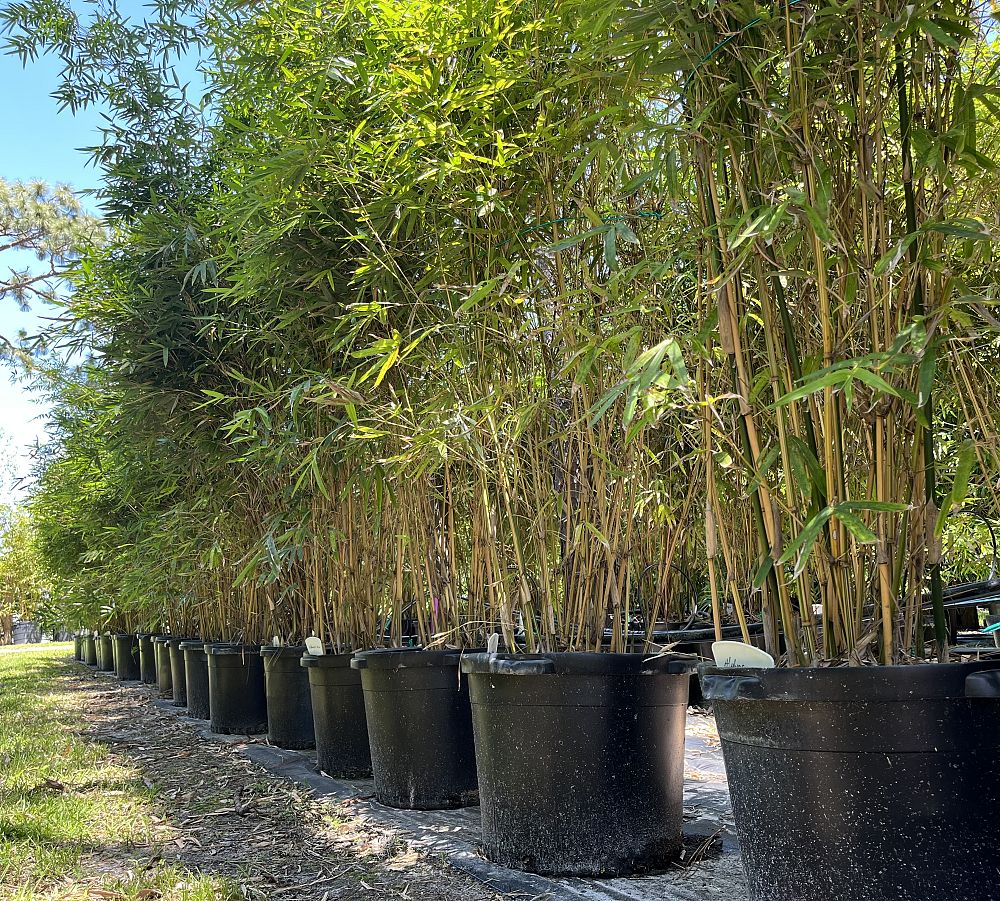 Alphonse Karr Bamboo, Bambusa multiplex in multiple pots
